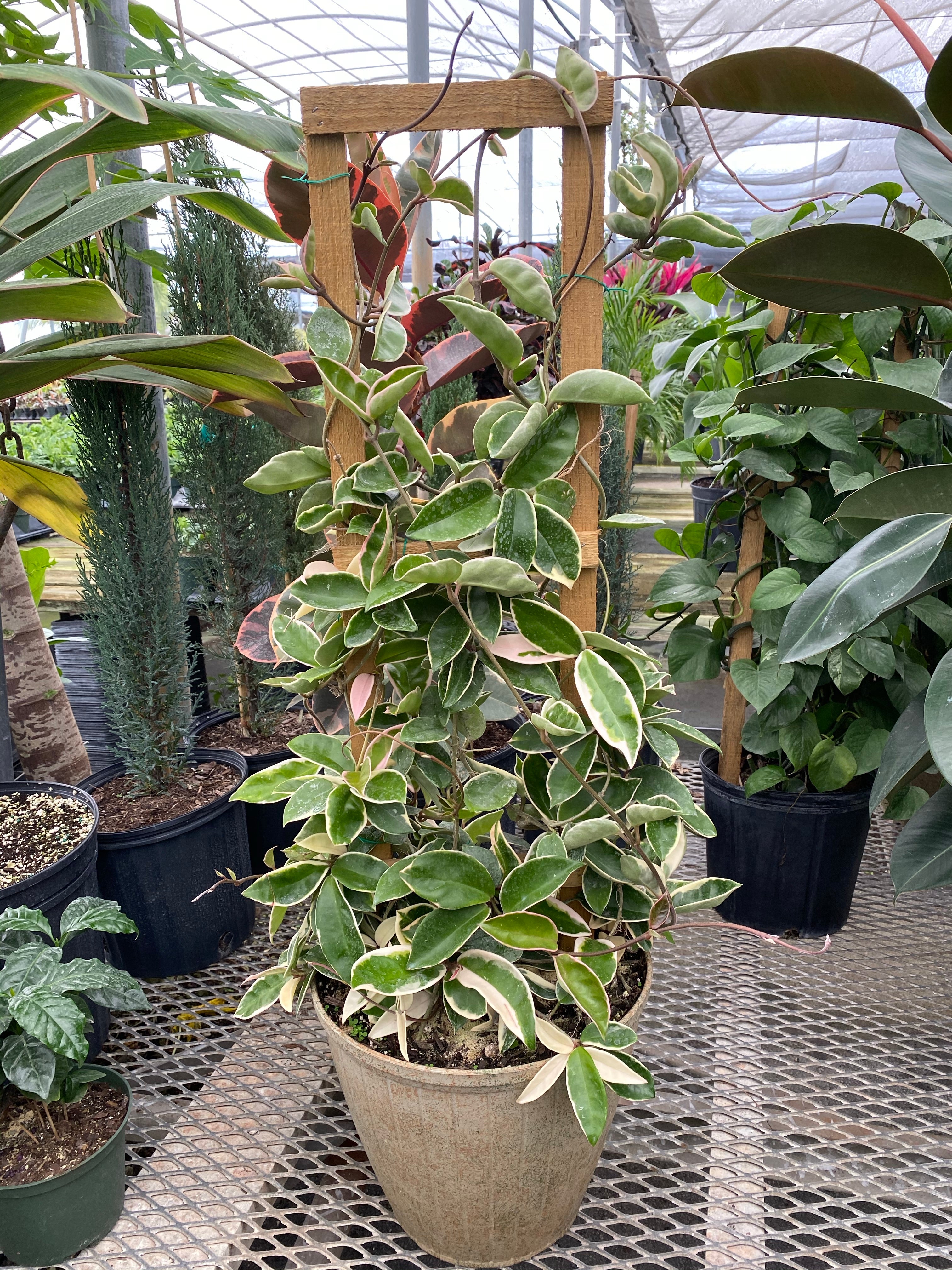 far view of Hoya Krimson Queen in Trellis, Hoya Carnosa Variegated