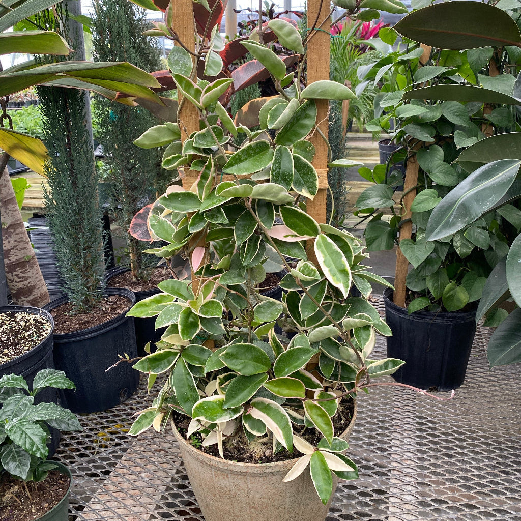 far view of Hoya Krimson Queen in Trellis, Hoya Carnosa Variegated