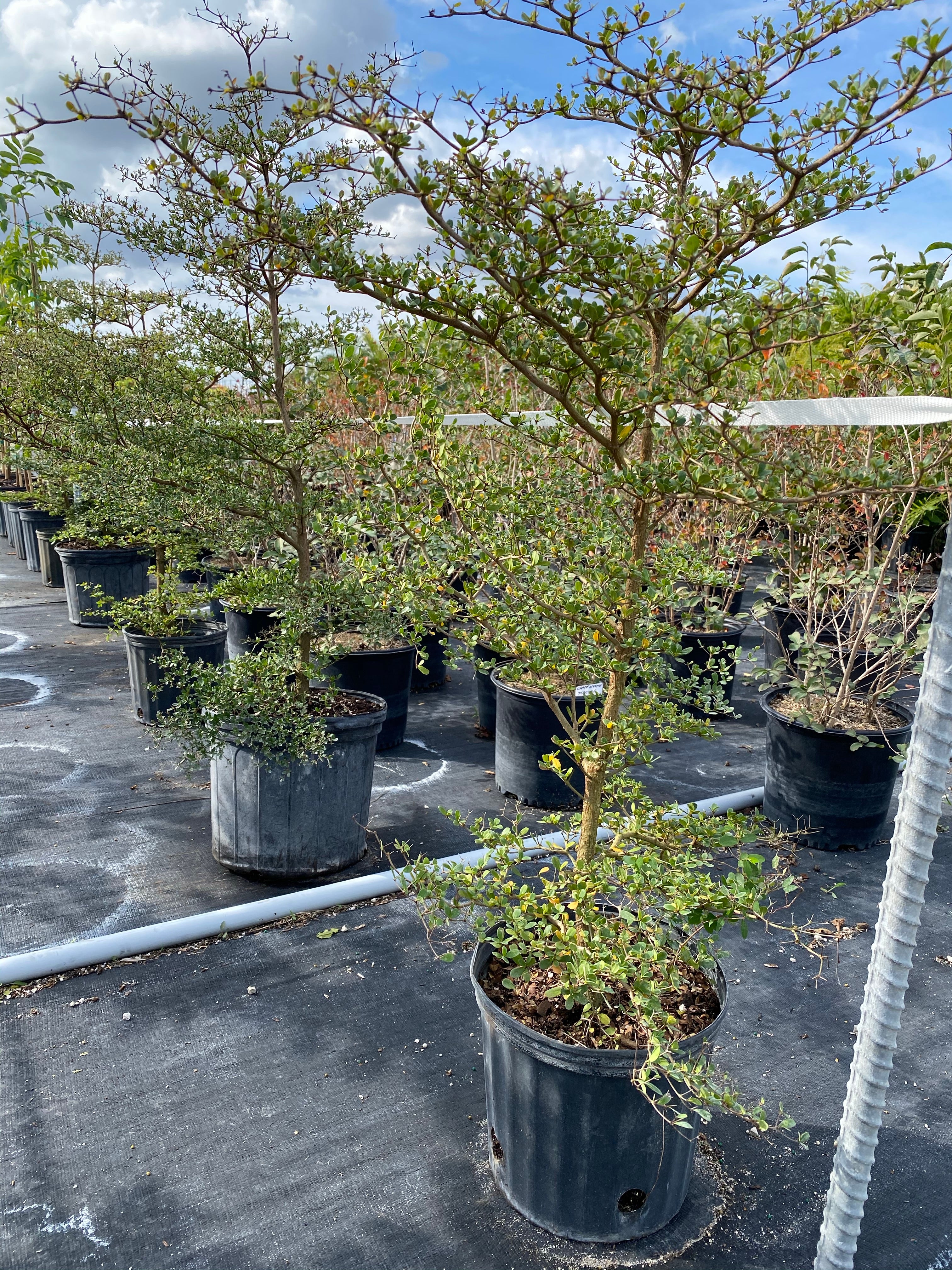 Bucida Spinosa, Spiny Black Olive