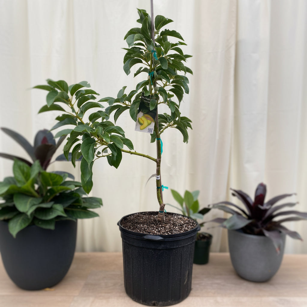 Young Simmonds Avocado (Persea Americana) fruit tree in a black nursery pot.