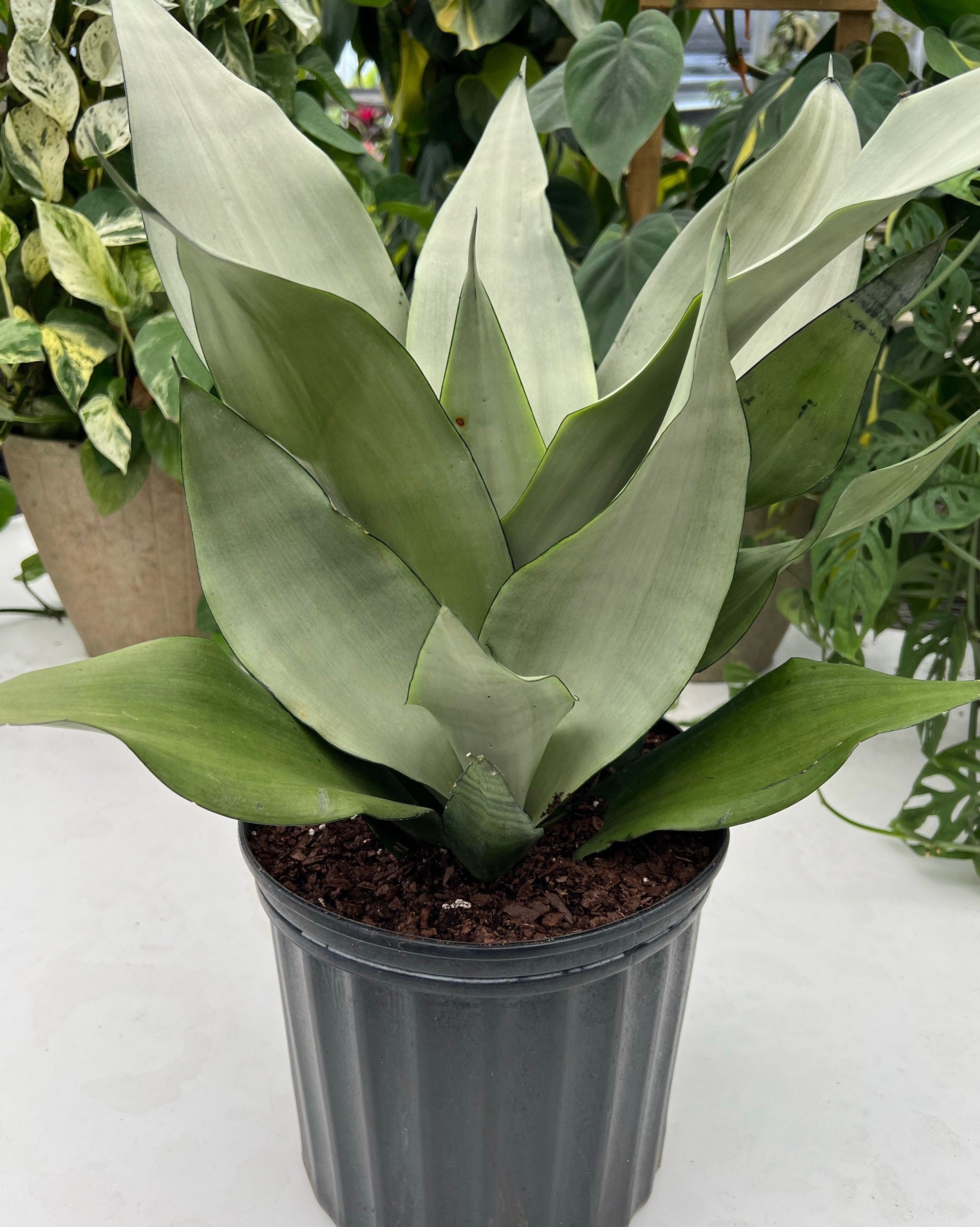 Sansevieria Moonshine Snake Plant