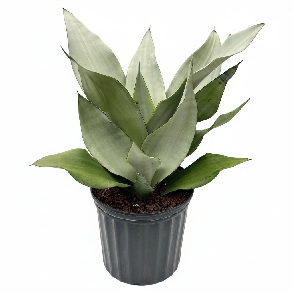 A potted Sansevieria Moonshine Snake Plant