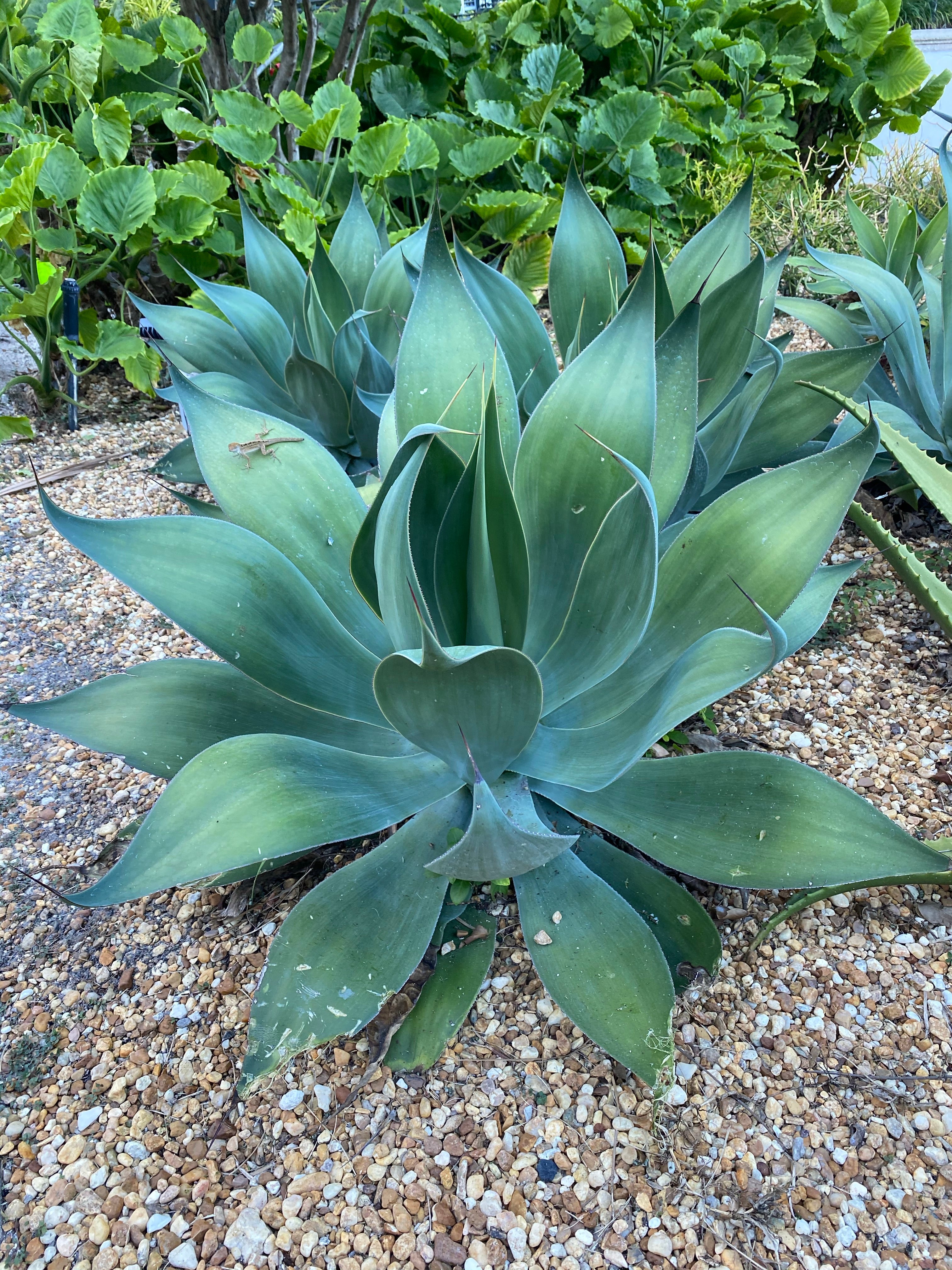 Agave Attenuata Spineless Century Plant, Soft Tip Agave