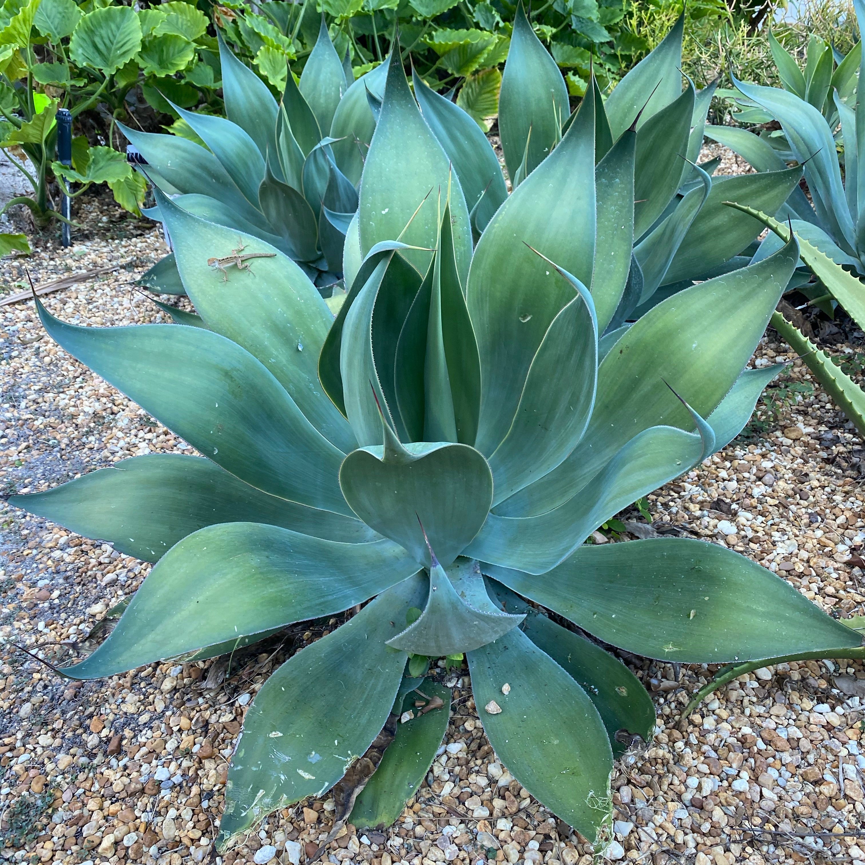 Agave Attenuata Spineless Century Plant