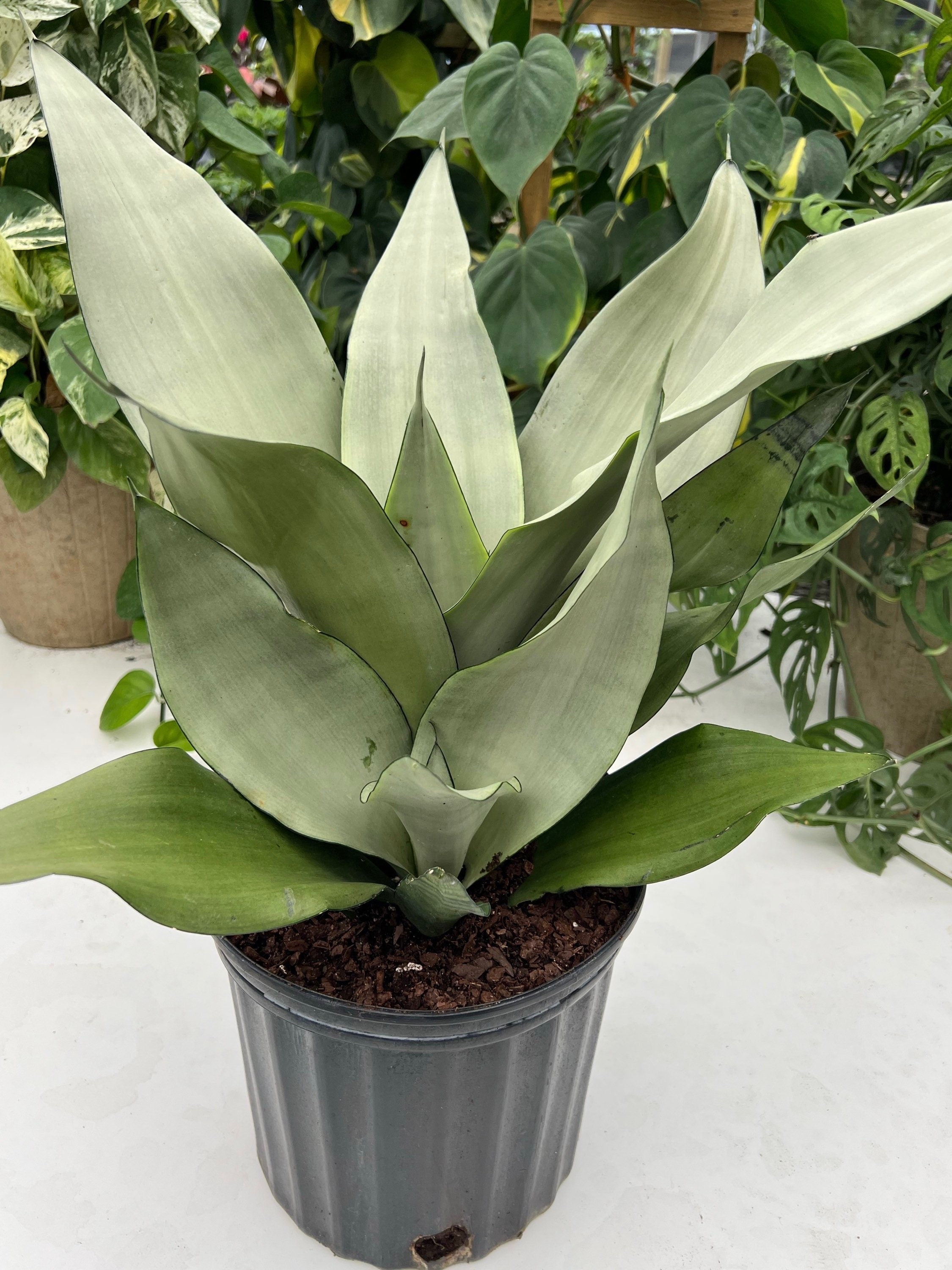 Sansevieria Moonshine Snake Plant