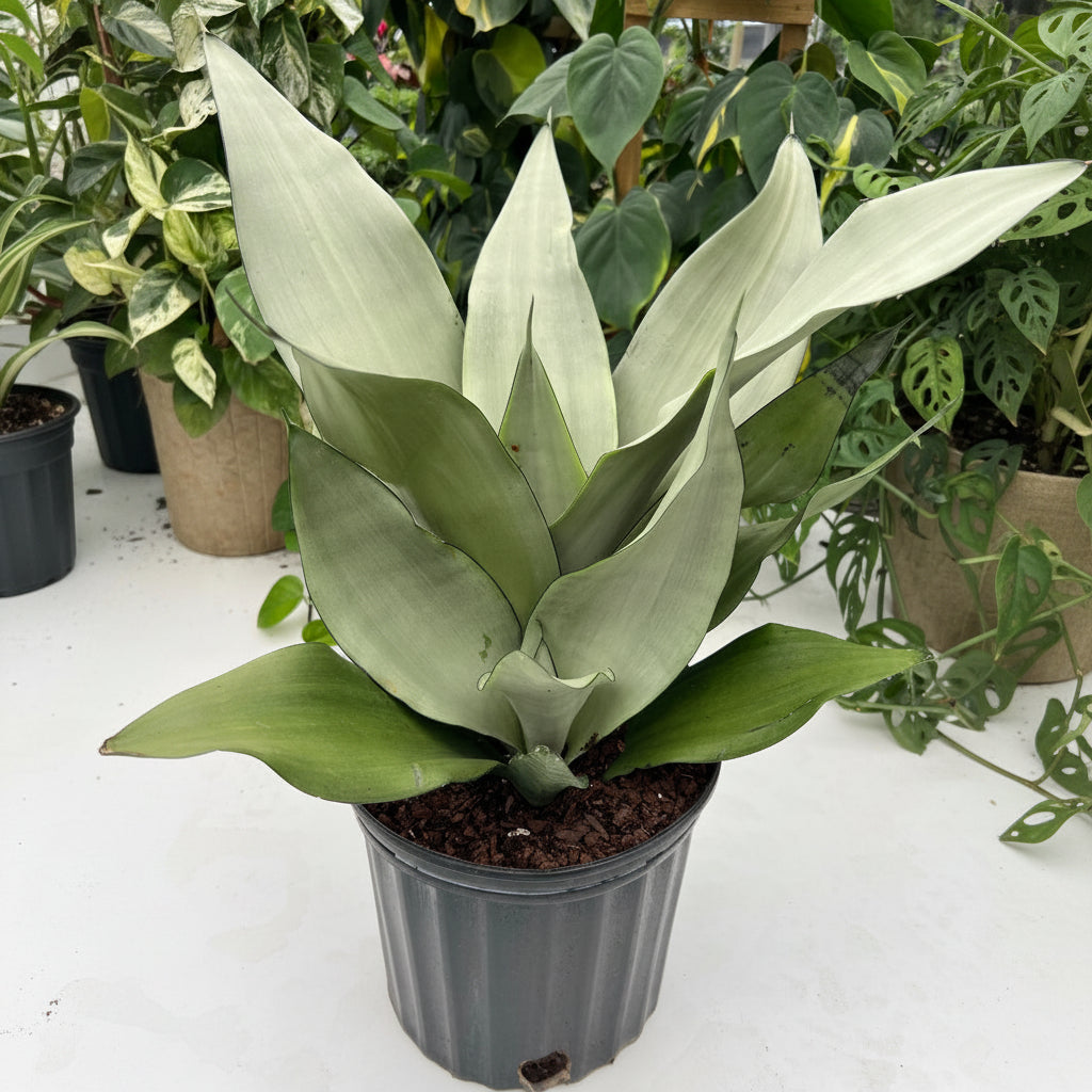 A potted Sansevieria Moonshine Snake Plant