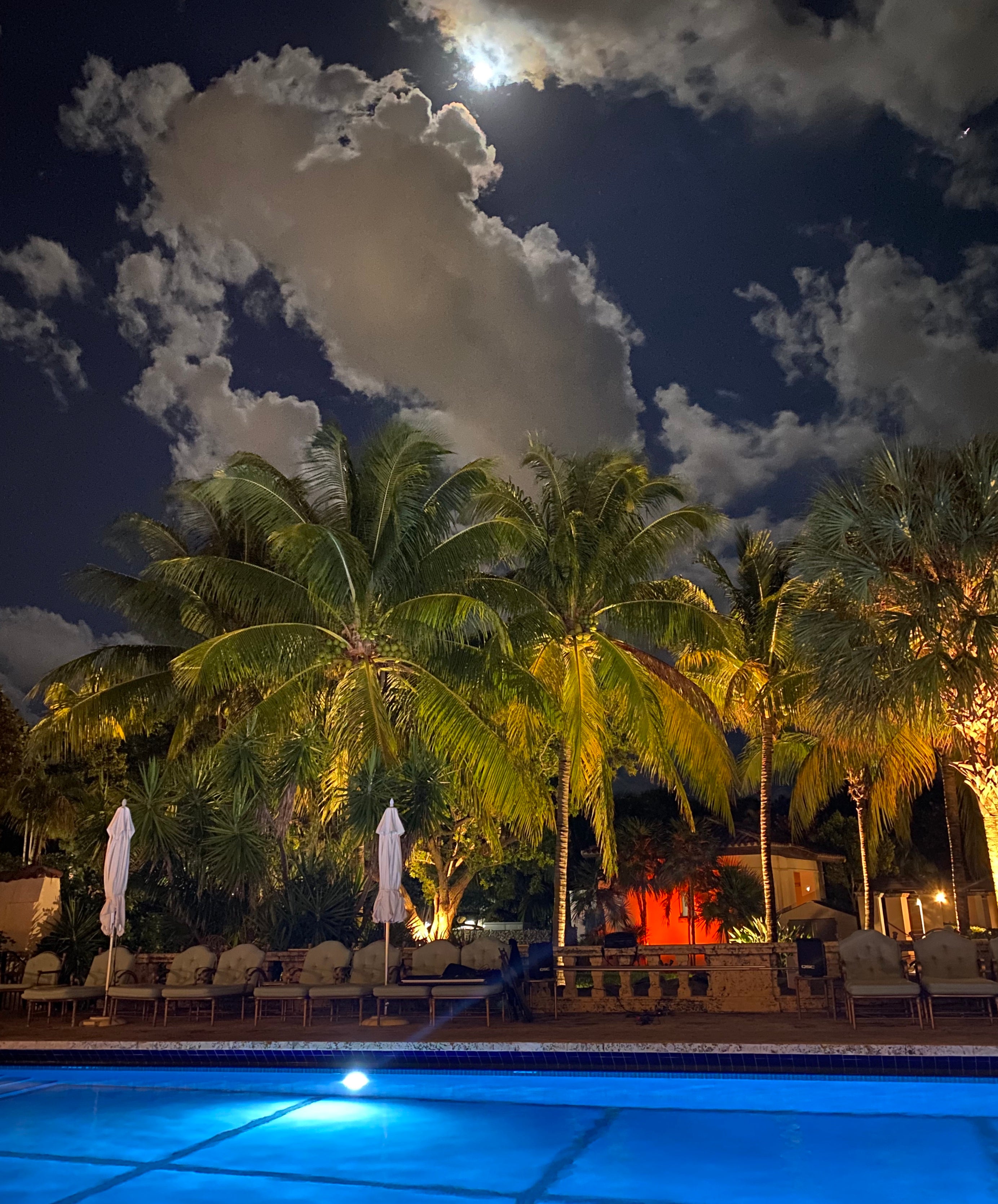 Coconut Palm Tree, Gold Malayan Cocos nucifera