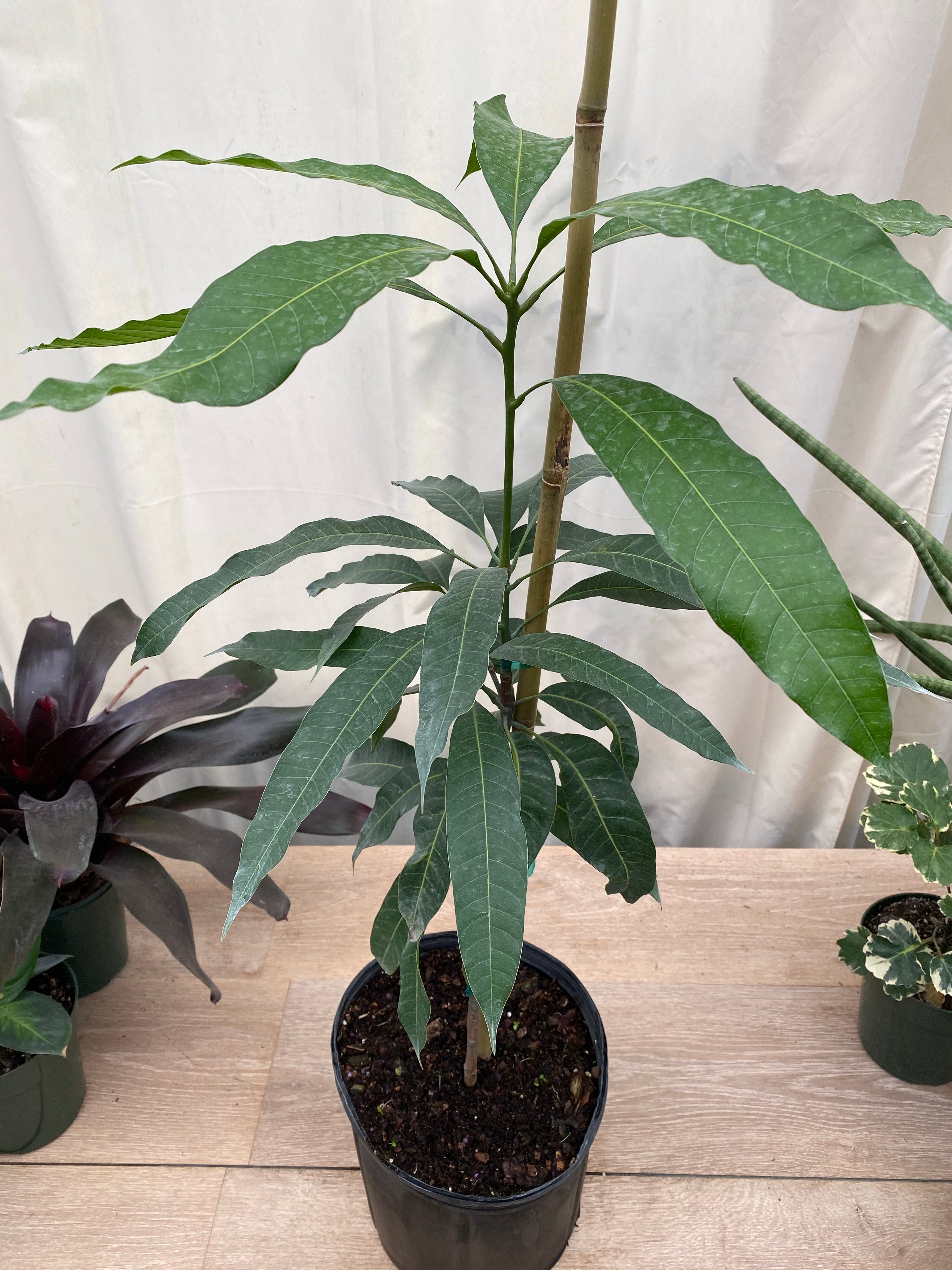 Haden Mango Fruit Tree, Mangifera indica