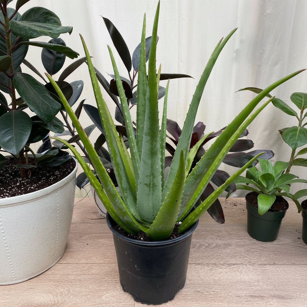 A potted Aloe Vera plant in a black nursery pot.
