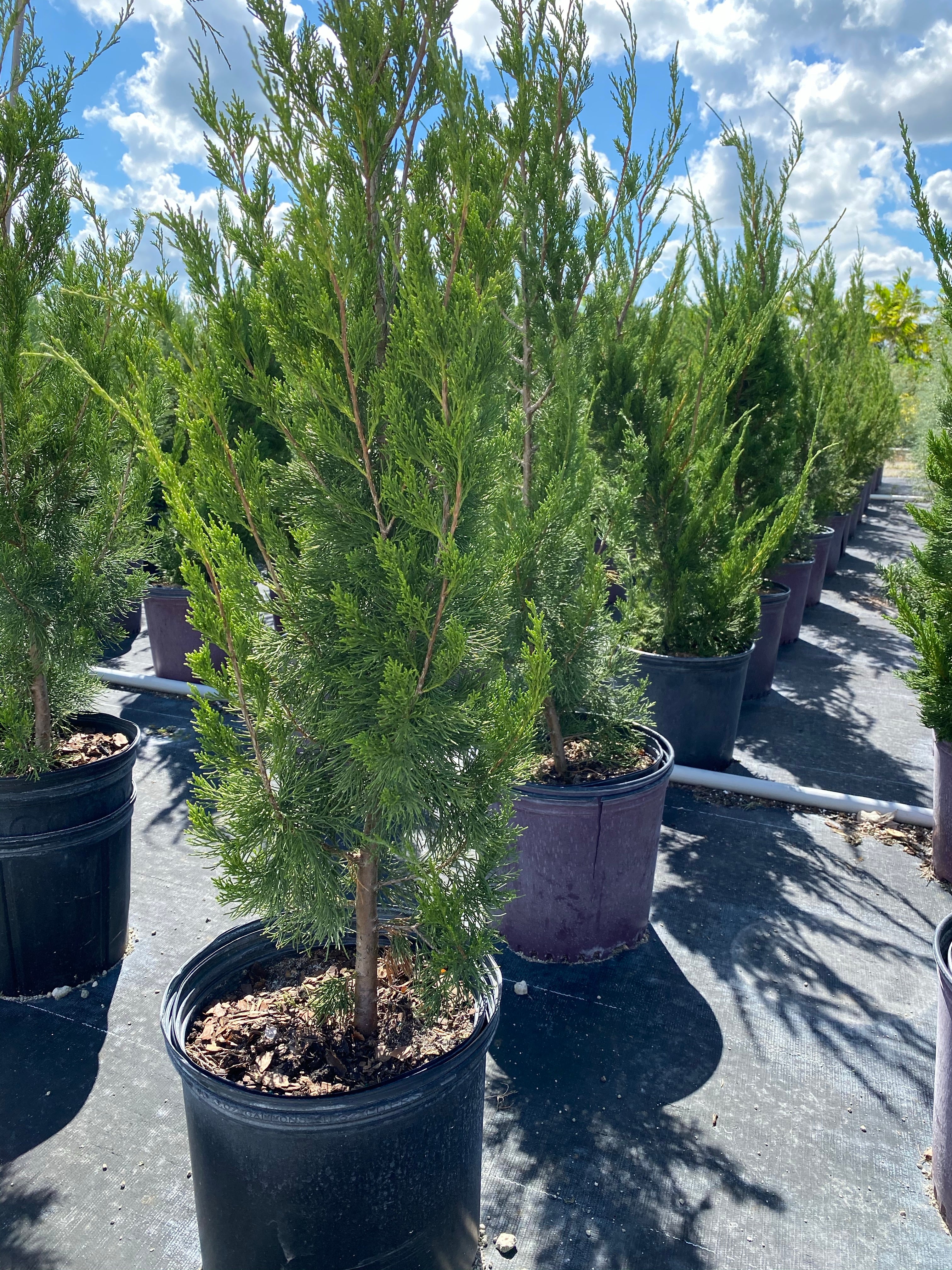 Brodie Southern Red Cedar Tree, Fast Growing Evergreen