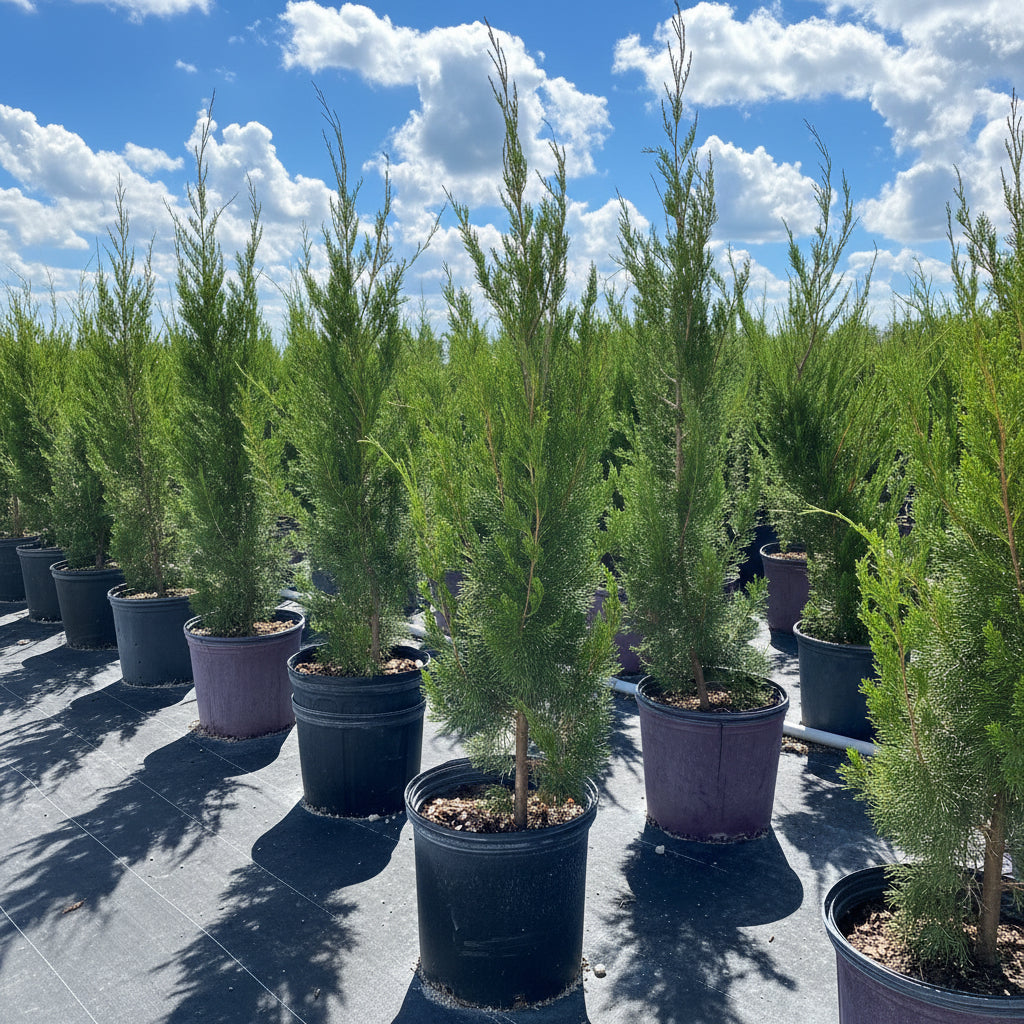 Brodie Red Cedar Tree, Fast Growing Evergreen Group of tall green trees against a clear blue sky