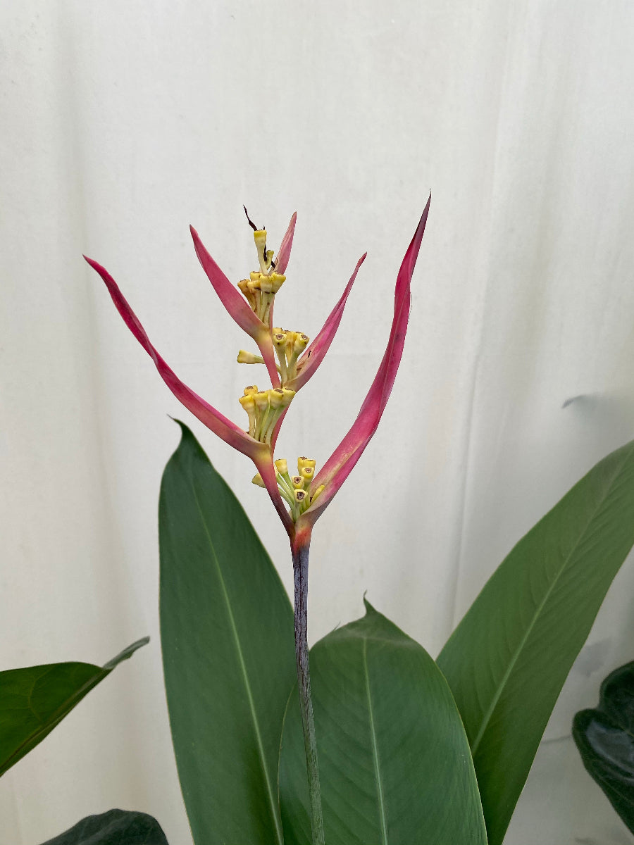 A close-up view of a potted Heliconia psittacorum &