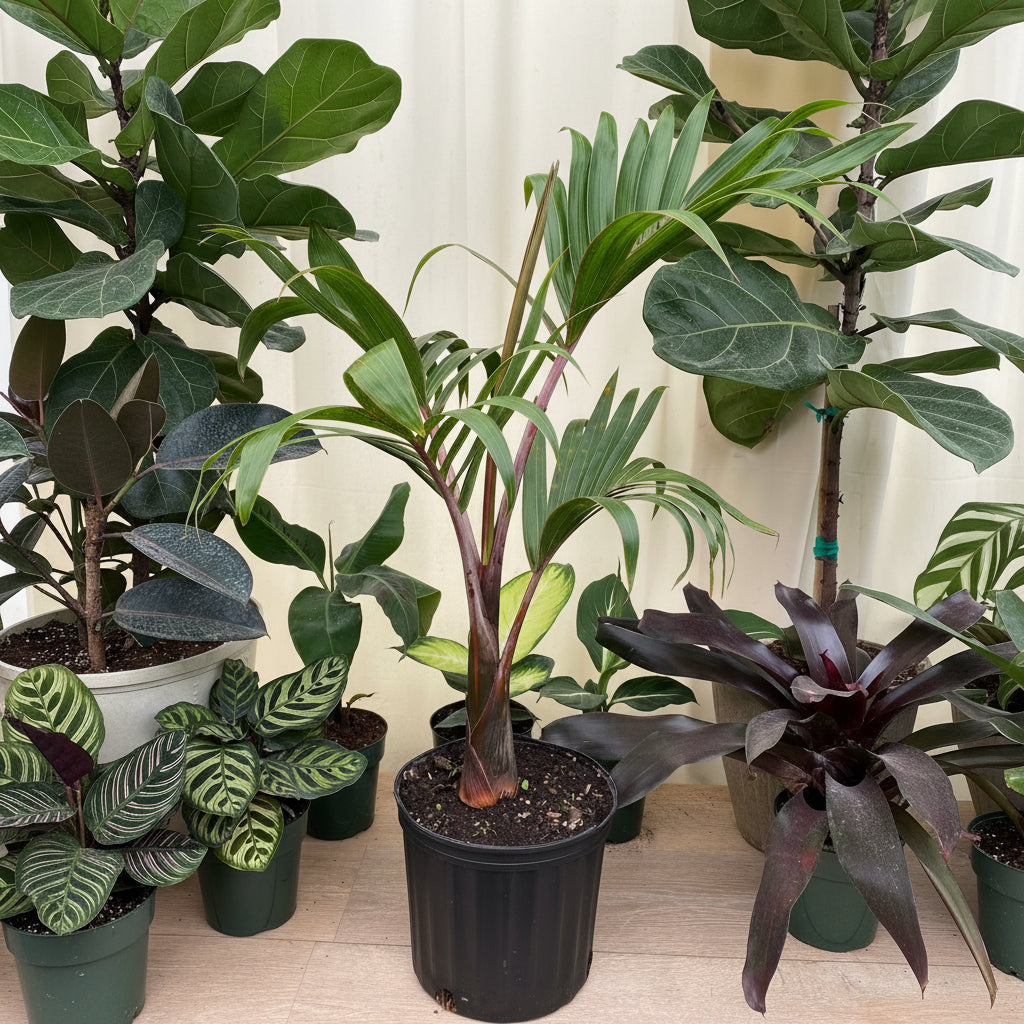 Bottle Palm, Hyophorbe lagenicaulis in a 5 gallon black grower pot surrounded by an assortment of tropical houseplants, featuring its distinctive reddish swollen base and arching green fronds, ideal for creating a striking tropical focal point in your indoor space or garden.