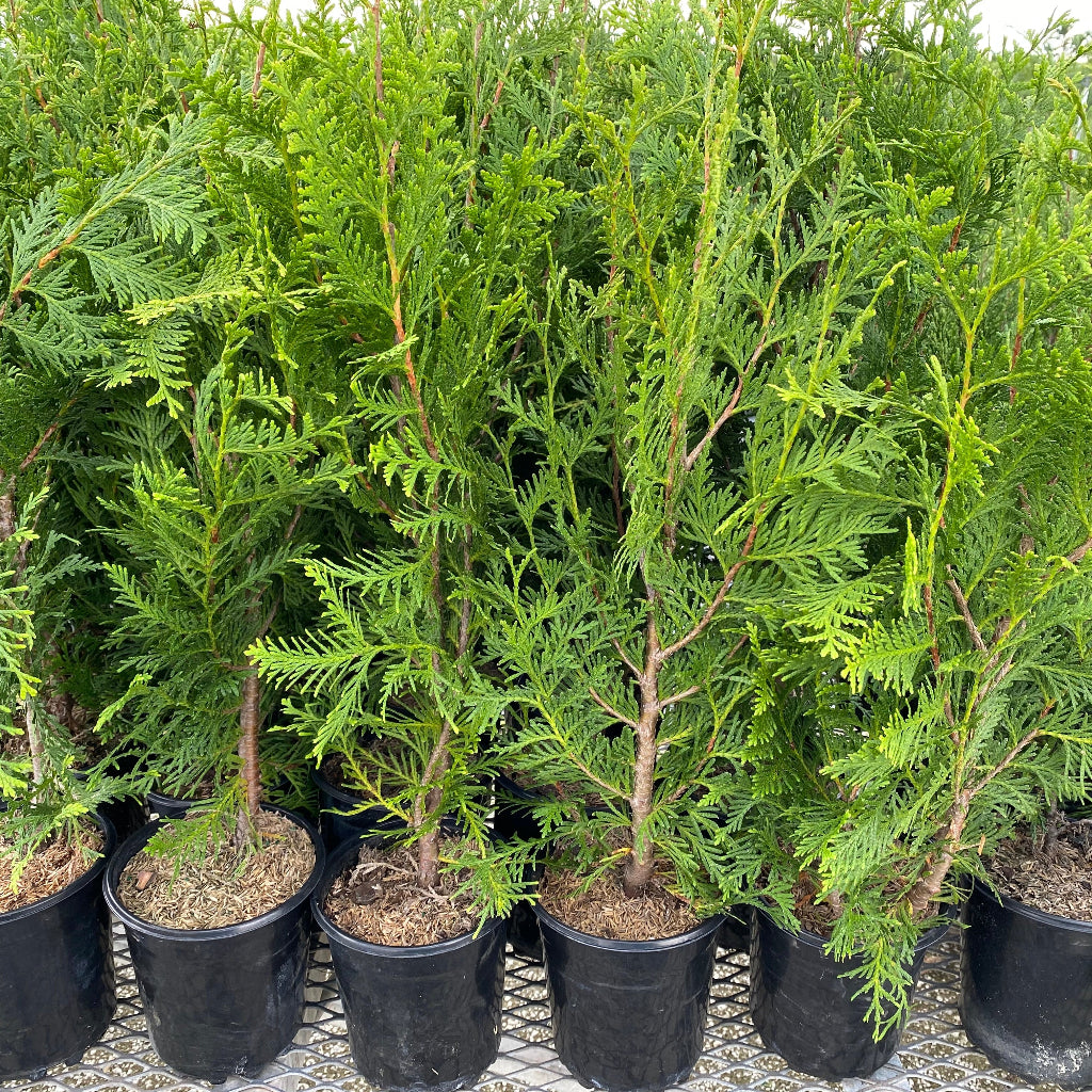 Thuja Green Giant Arborvitae in 6in pot all in rows