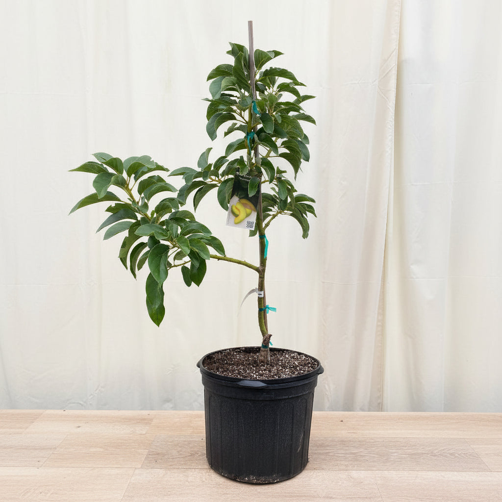 Young Simmonds Avocado (Persea Americana) fruit tree in a black nursery pot.
