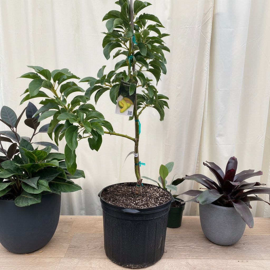 A young, potted Donnie Avocado Fruit Tree (Persea Americana)