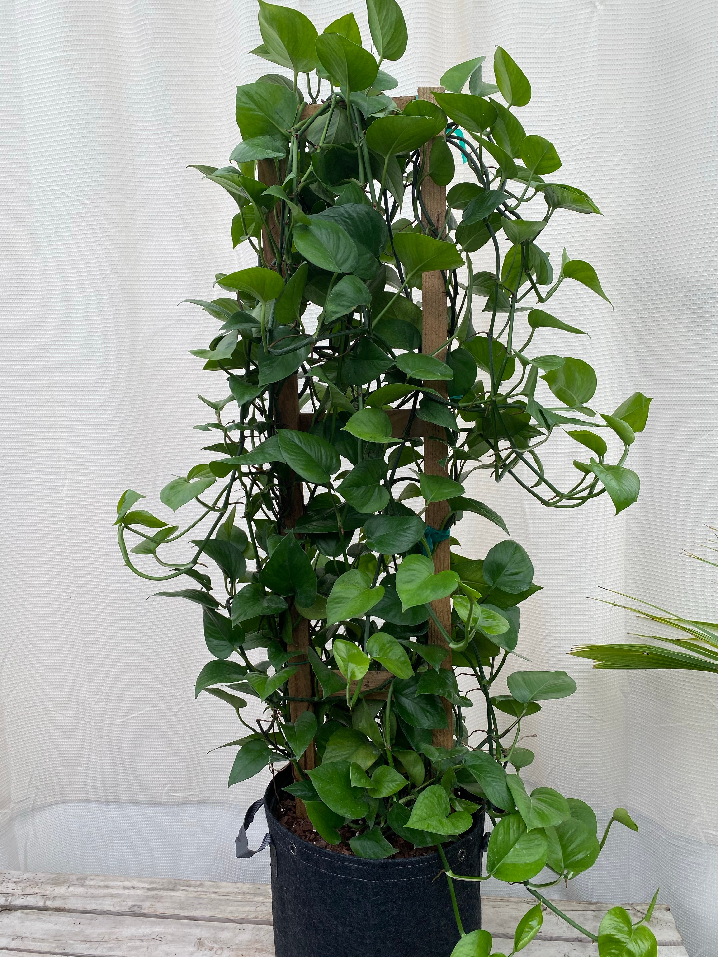 beside wall view of Jade Pothos in Trellis, Epipremnum Aureum Jade
