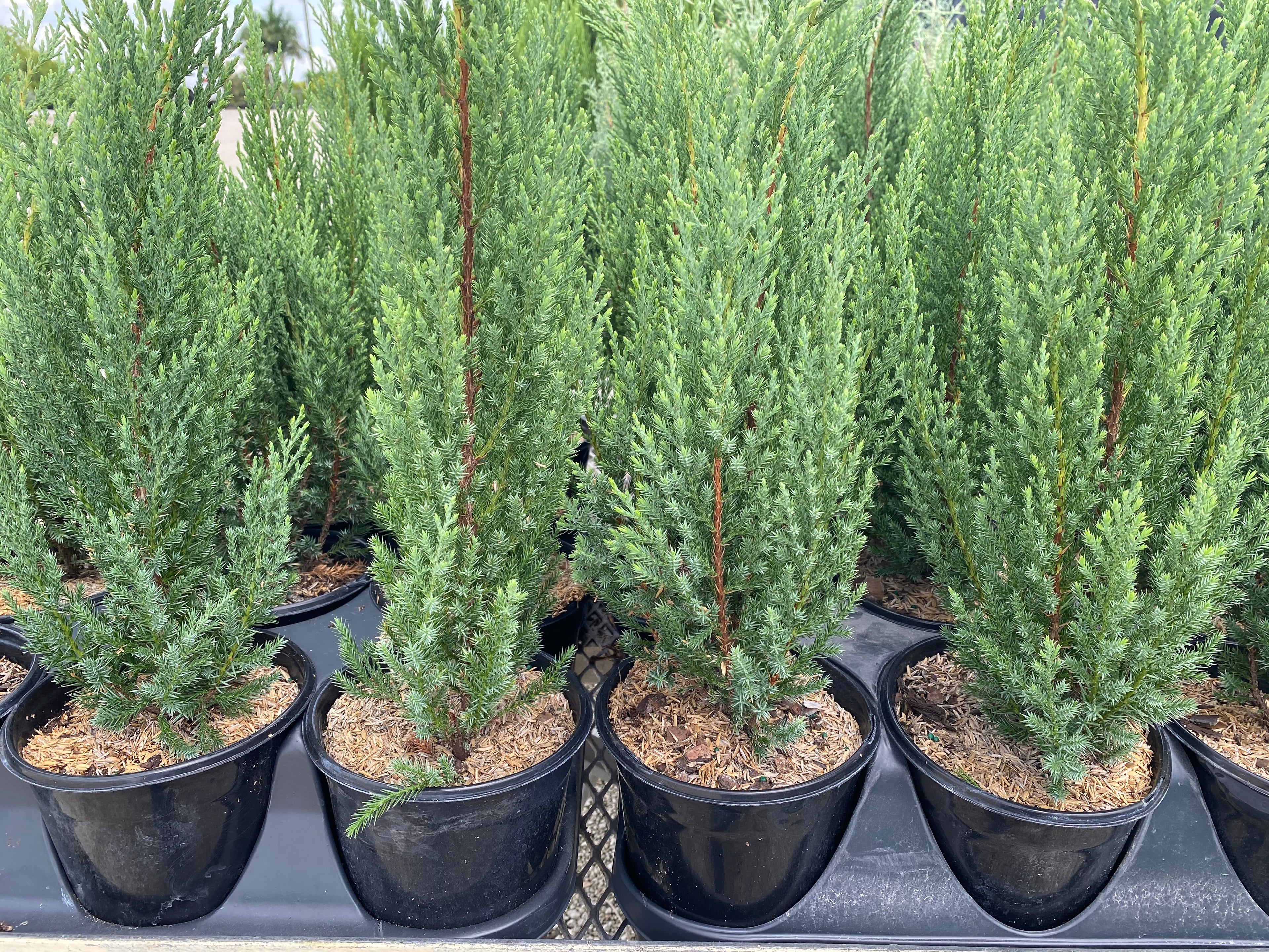 Blue Point Juniper, Juniperus Chinensis