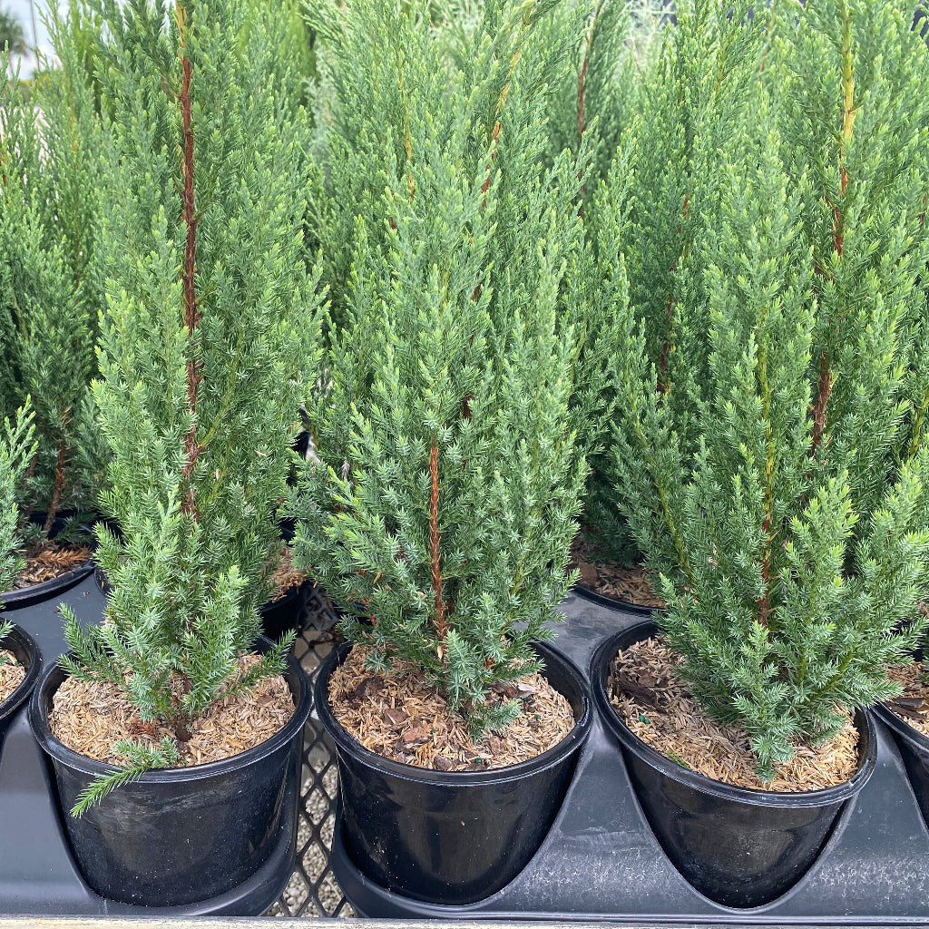 Blue Point Juniper, Juniperus Chinensis, Nursery Pot 1gal