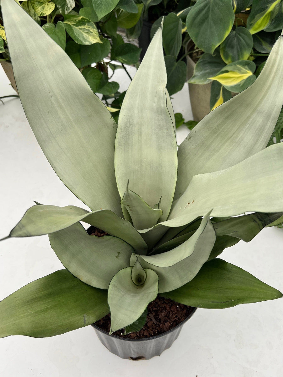 A potted Sansevieria Moonshine Snake Plant