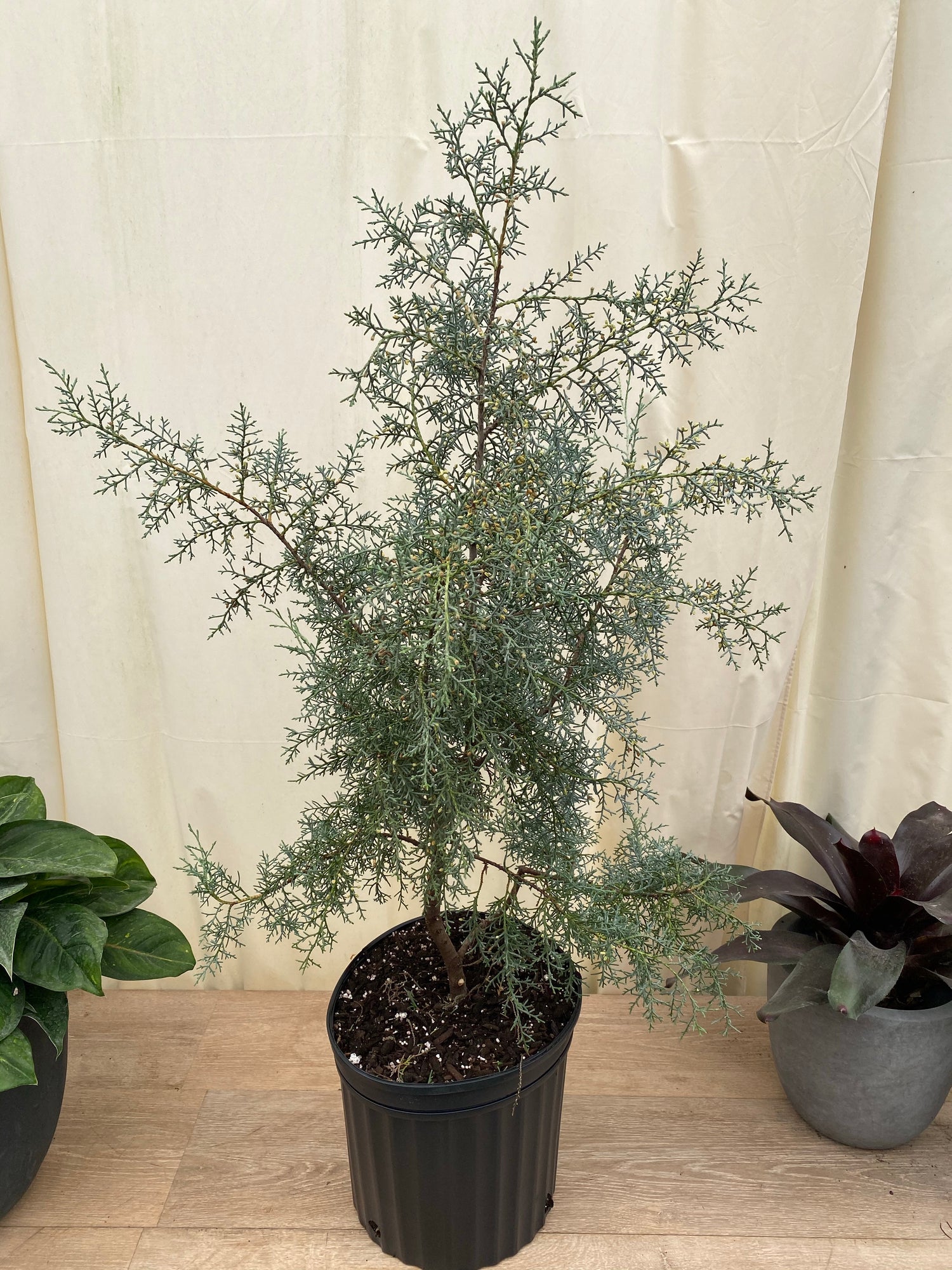 upper view of Carolina Sapphire Tree Form Arizona Cypress in a black pot