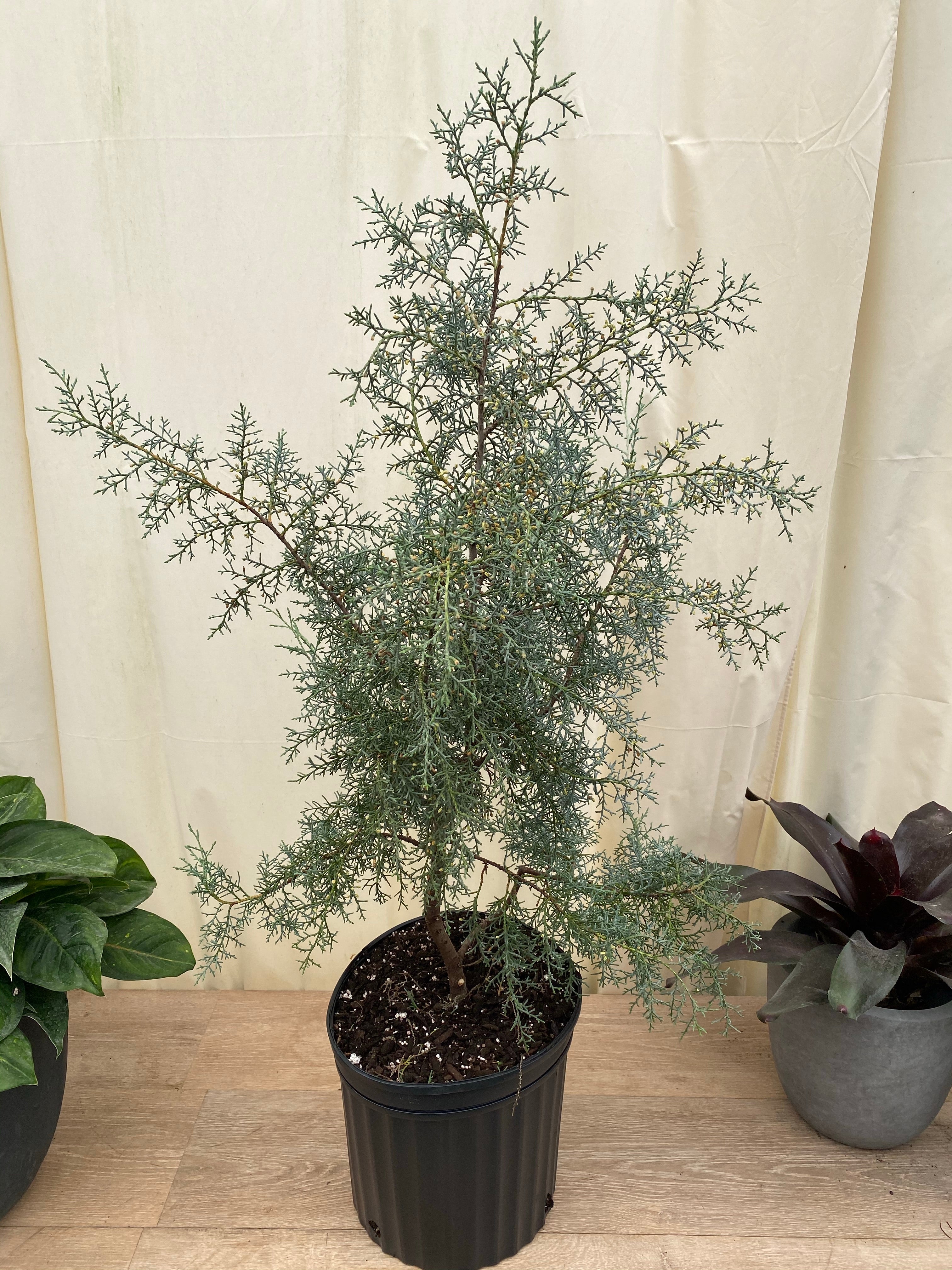 upper view of Carolina Sapphire Tree Form Arizona Cypress in a black pot