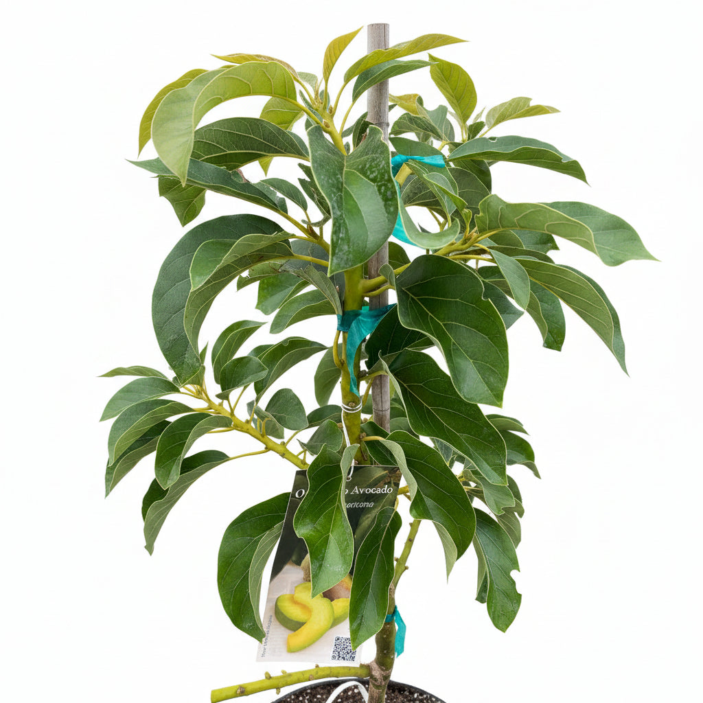 Young Cold Hardy Avocado (Persea Americana) fruit tree in a black nursery pot.