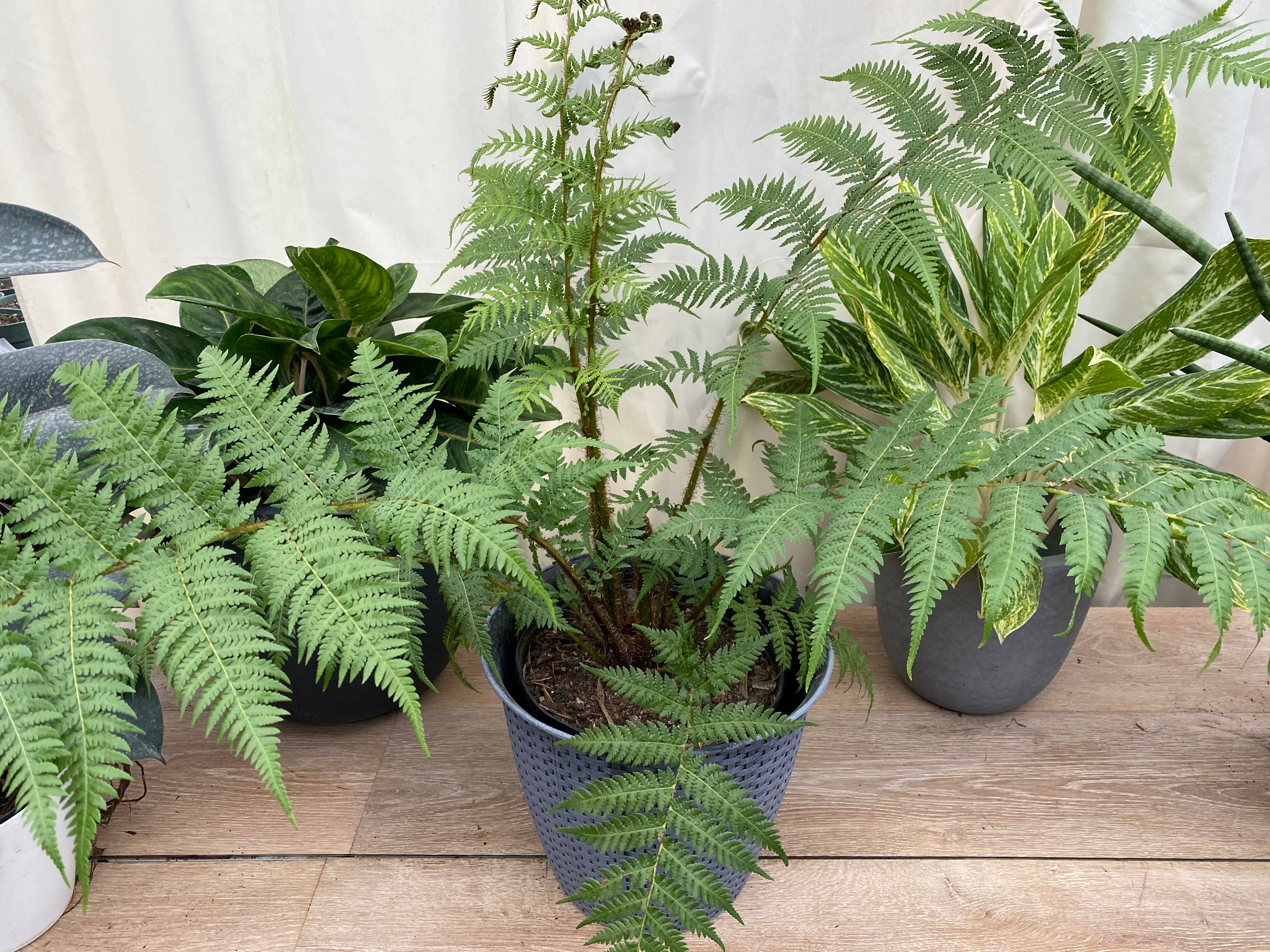 Australian Tree Fern, Beautiful & Exotic in a pot