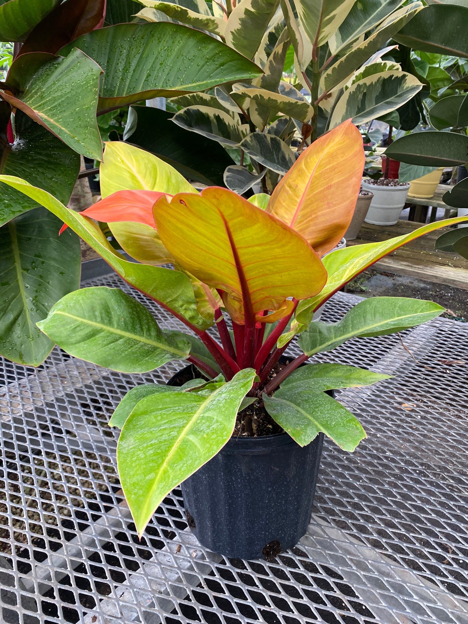 Philodendron Prince of Orange in a green pot