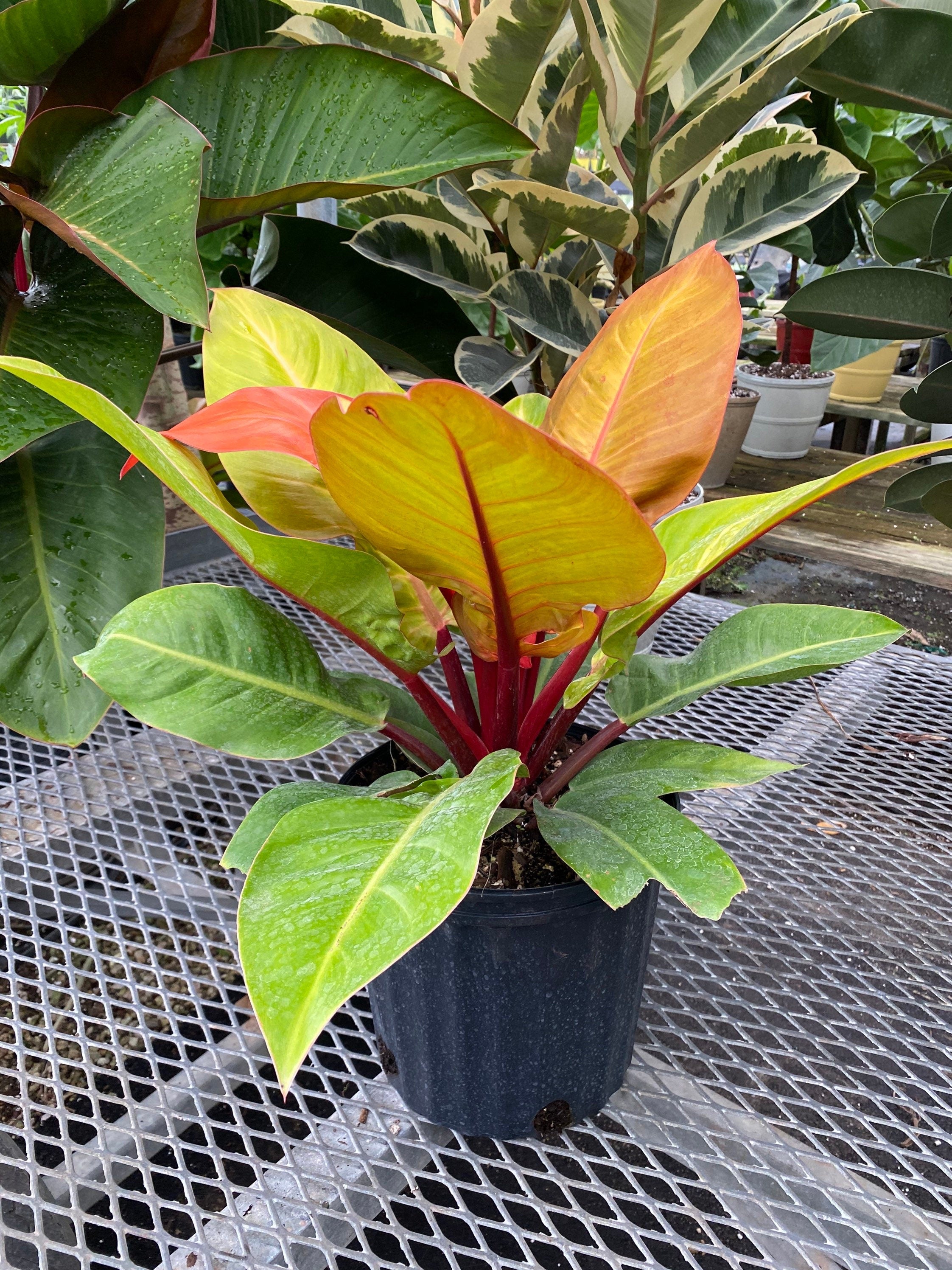 Philodendron Prince of Orange in a green pot