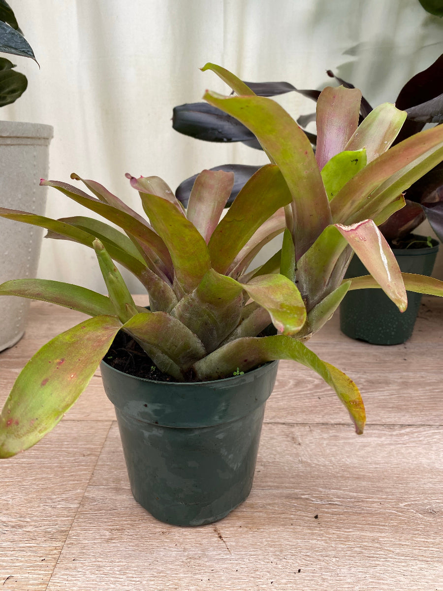 Potted Bromeliad Neoregelia Super Fireball plant in a green grower pot.