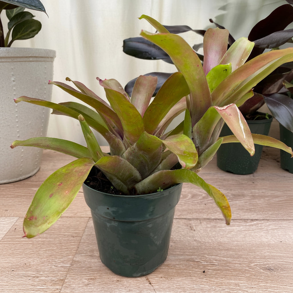 Potted Bromeliad Neoregelia Super Fireball plant in a green grower pot.
