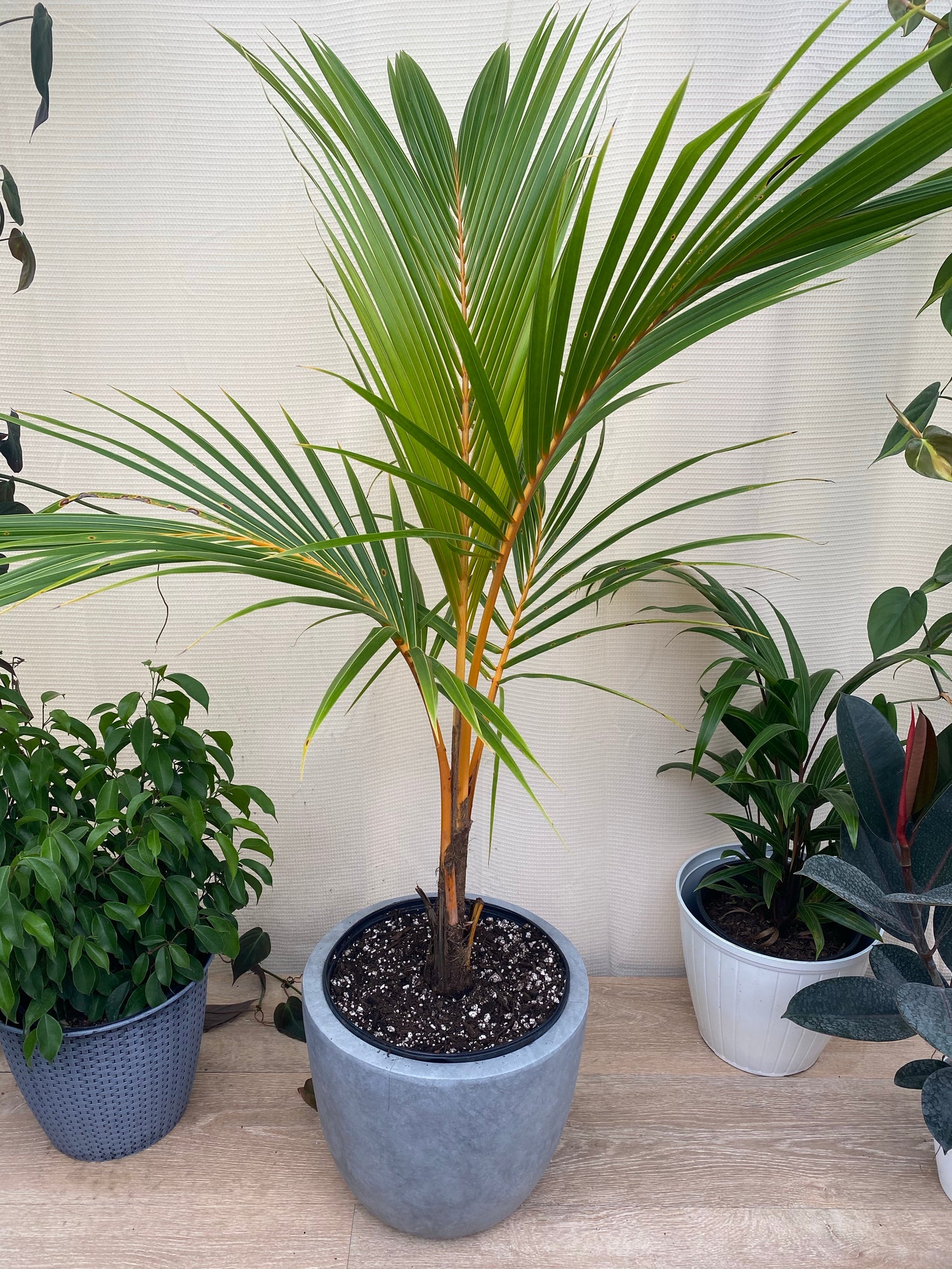 Coconut Tree Red Spicata, Exotic and Rare
