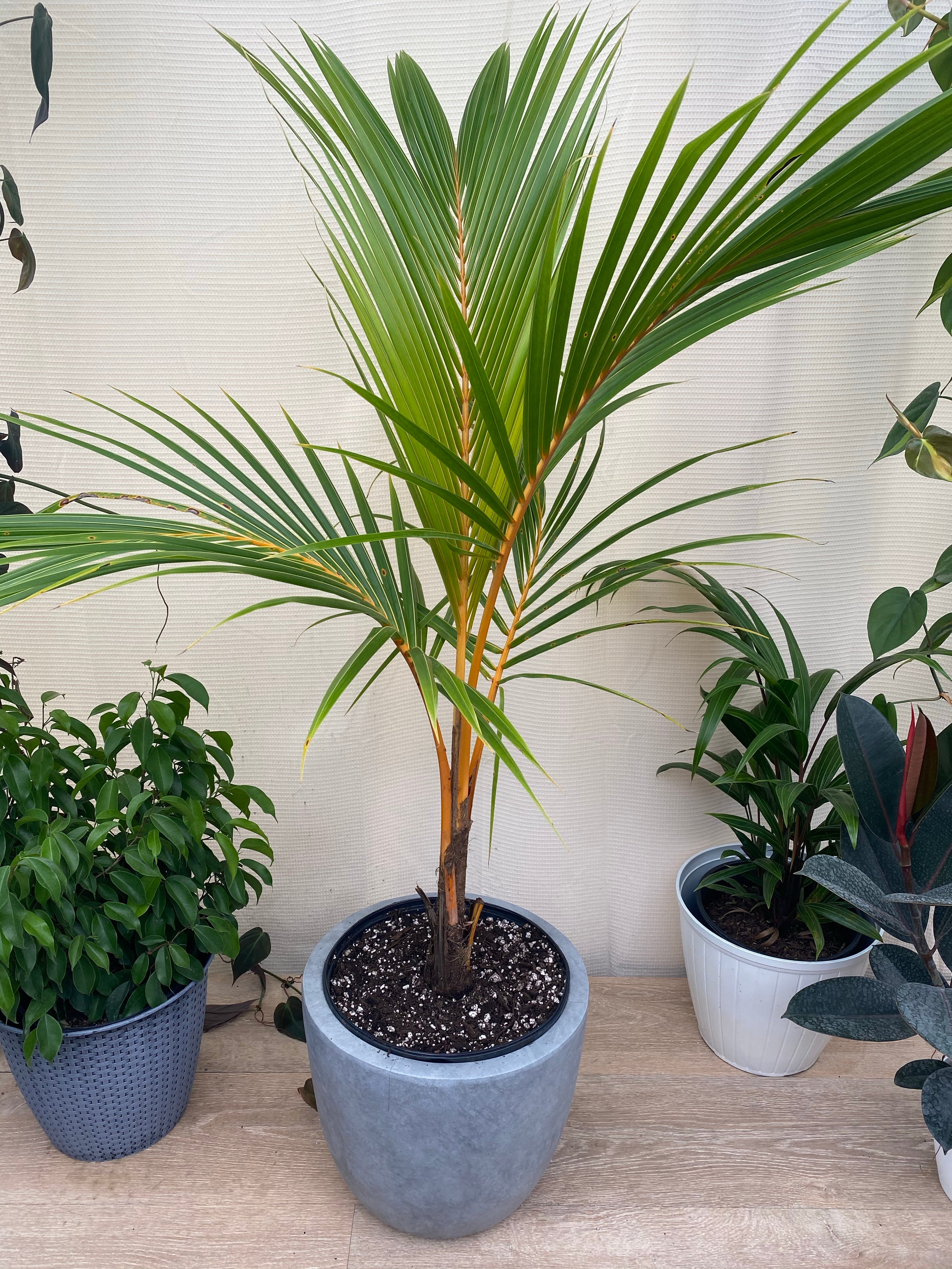 Coconut Tree Red Spicata, Exotic and Rare