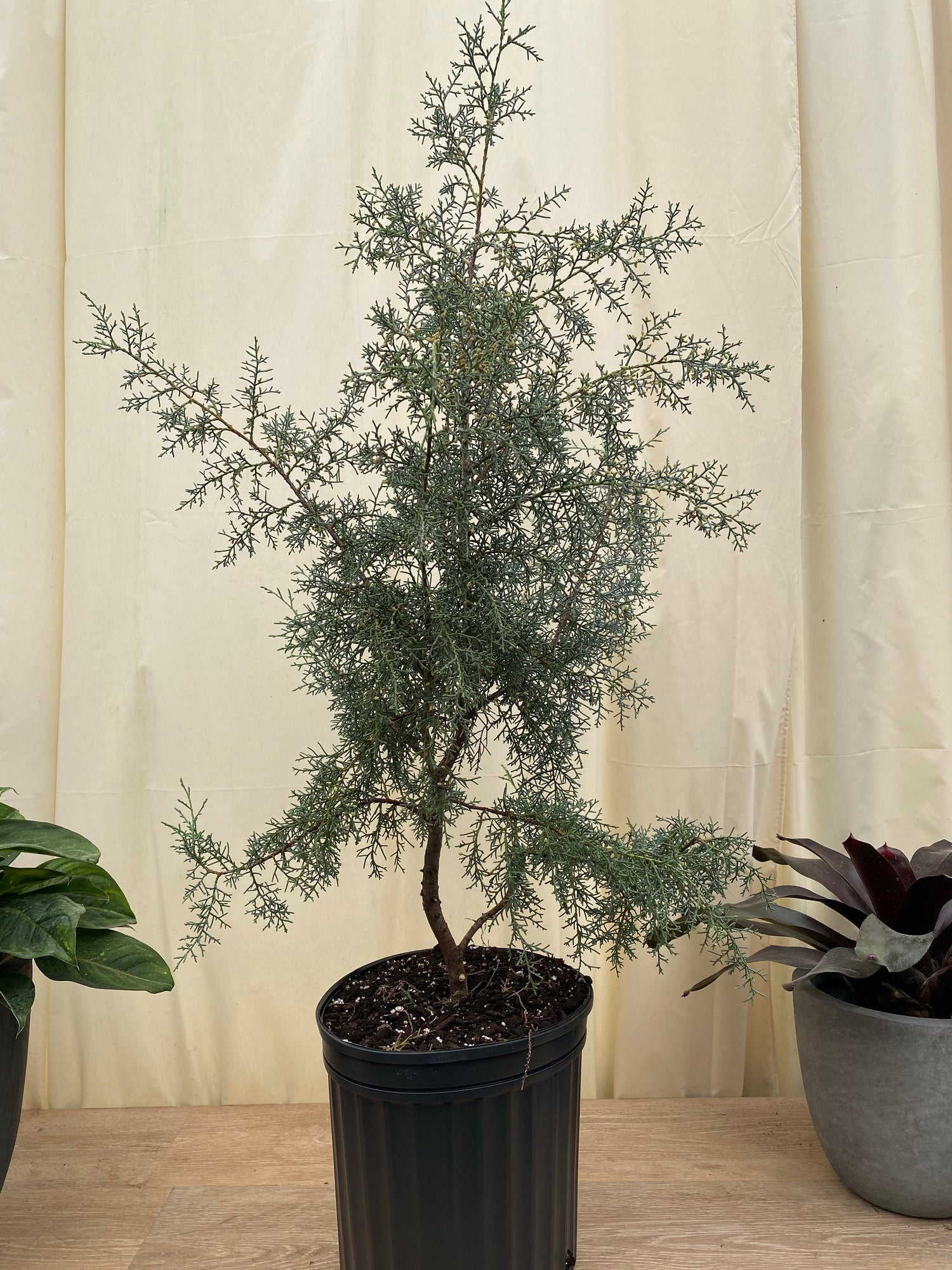 Carolina Sapphire Tree Form Arizona Cypress in a black pot
