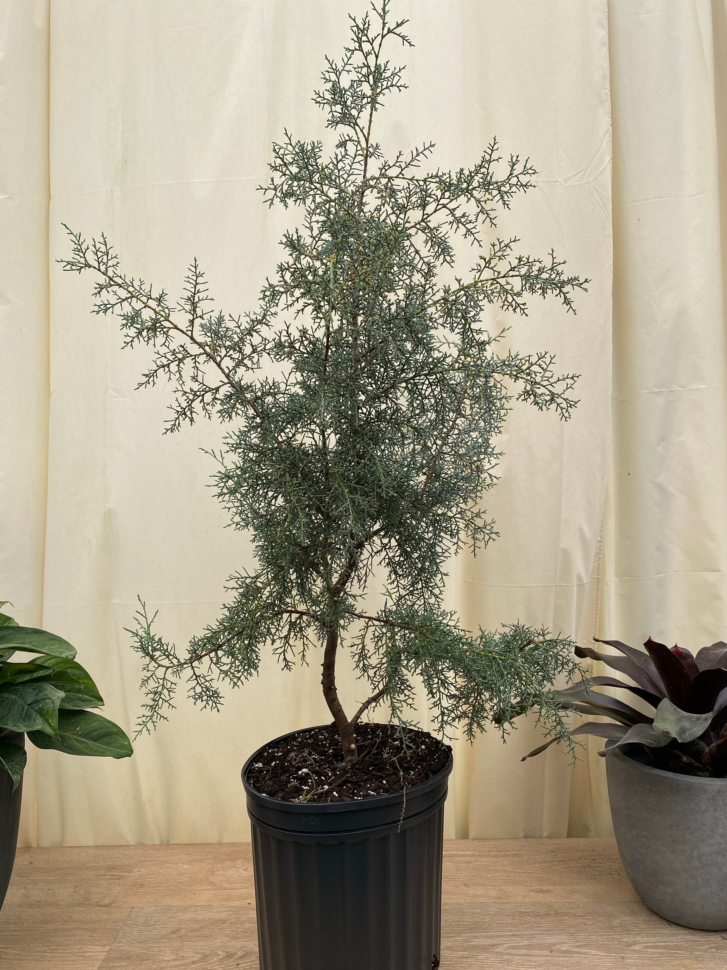 Carolina Sapphire Tree Form Arizona Cypress in a black pot