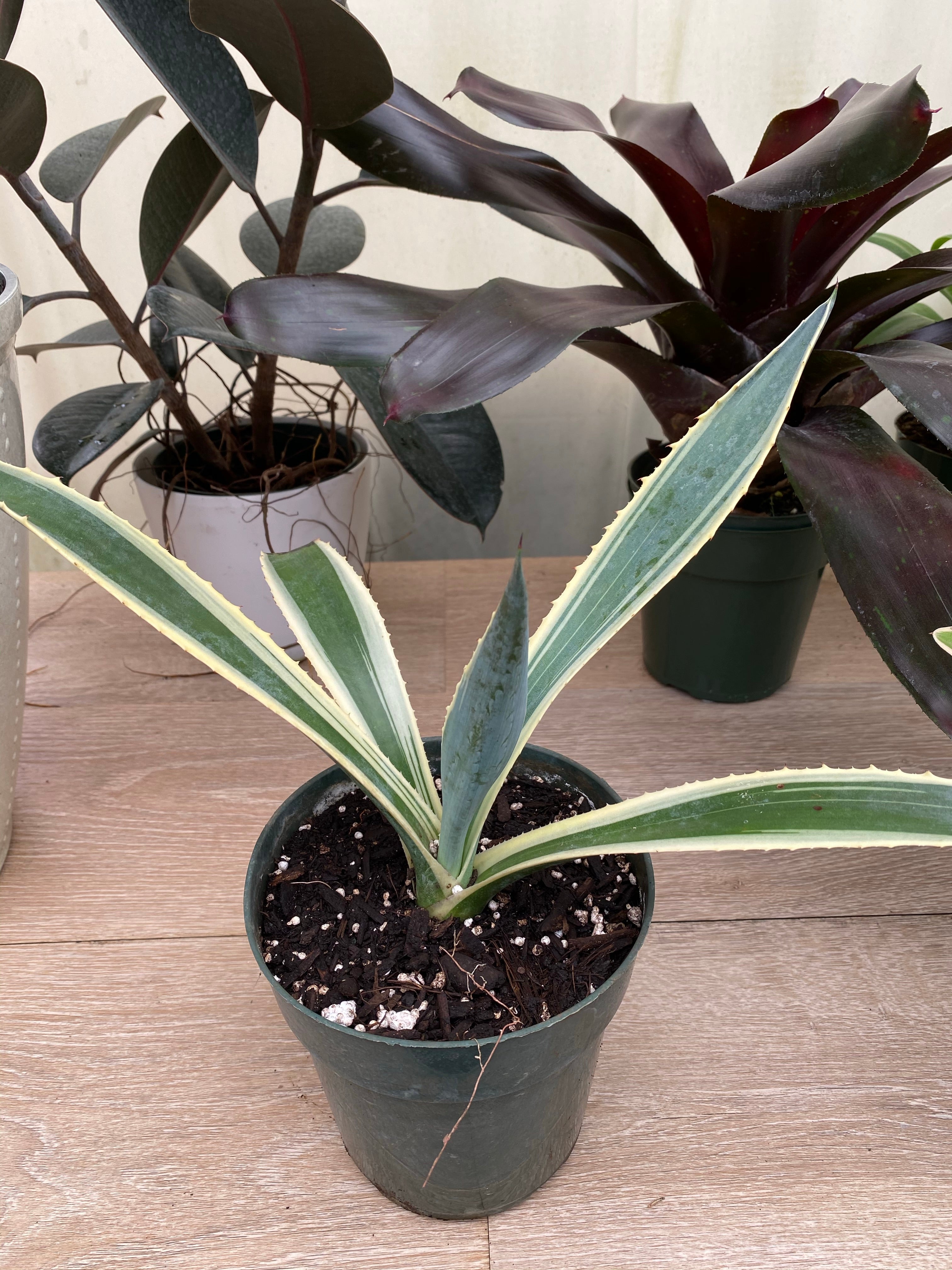 Agave Americana Variegata, Century Plant