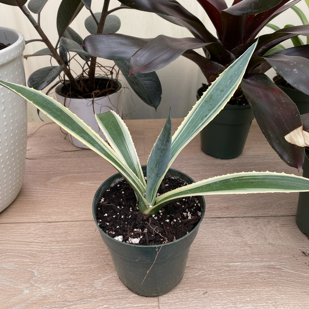 Agave Americana Marginata, Century Plant in nursery pot 1gal
