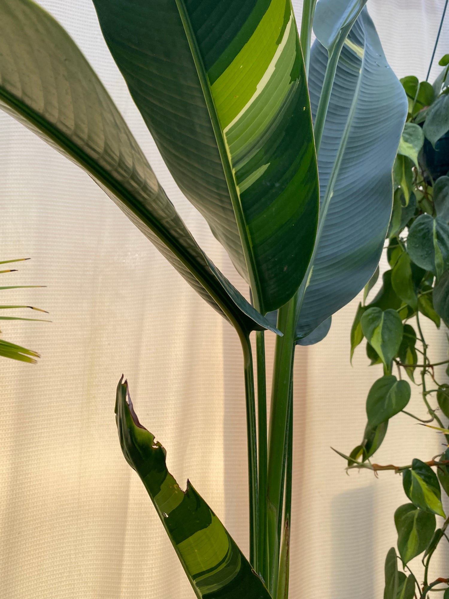 leaves of False Variegated Bird of Paradise Tree, Rare and Exotic