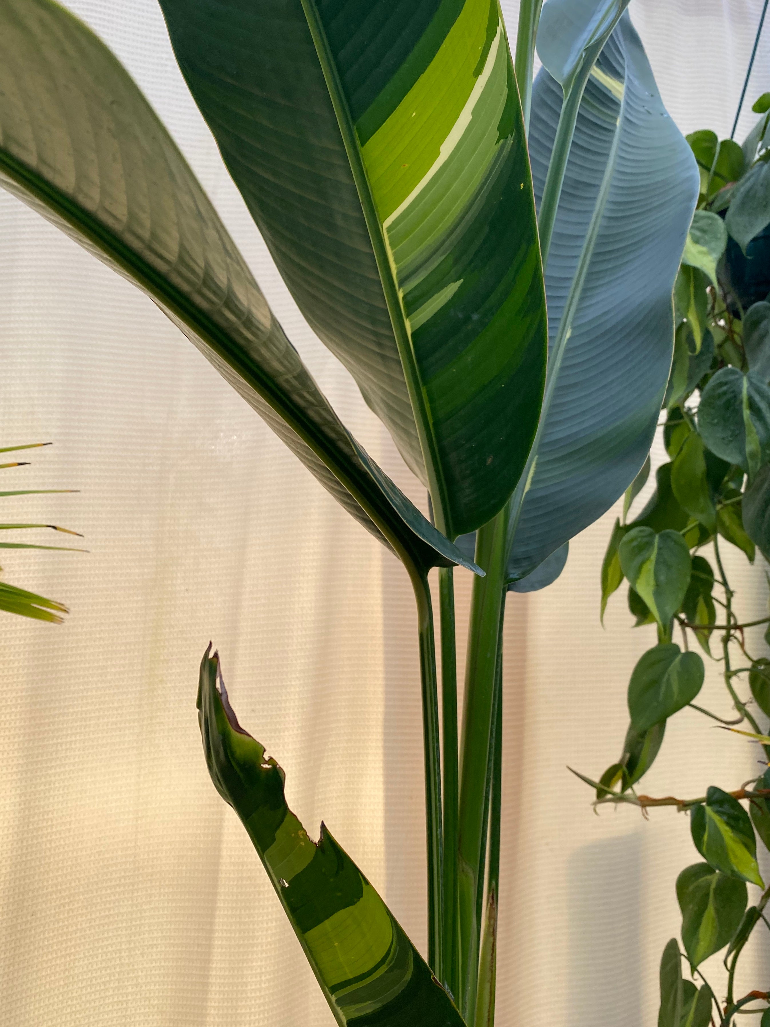 leaves of False Variegated Bird of Paradise Tree, Rare and Exotic