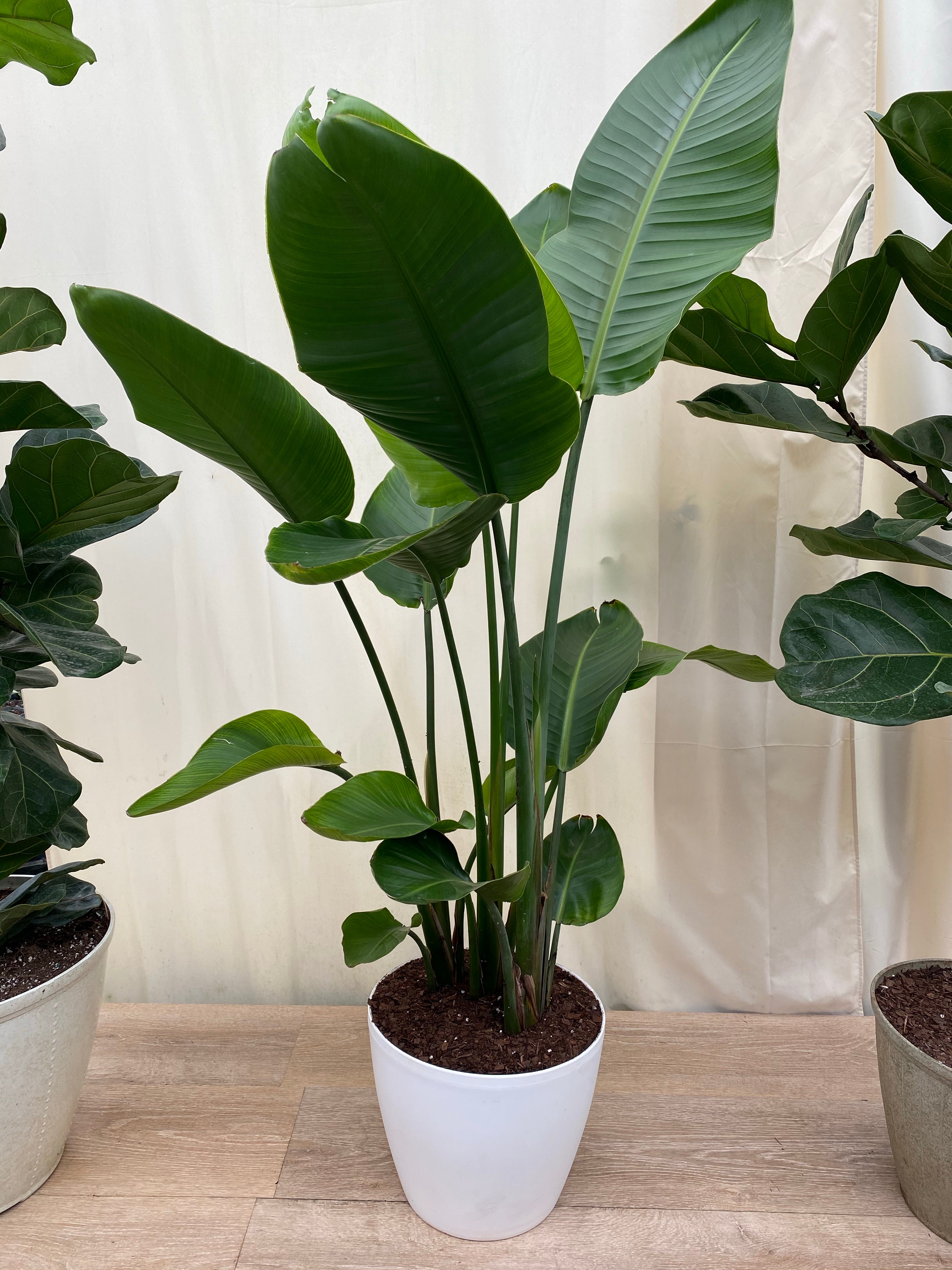 White Bird of Paradise in Deco Planter in a white pot