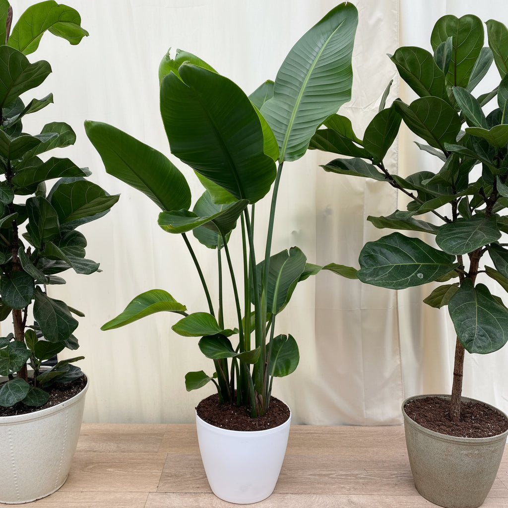White Bird of Paradise, Strelitzia Nicolai in a white decorative planter with tall upright stems and large, lush green leaves, ideal for bright indoor spaces and modern home decor.