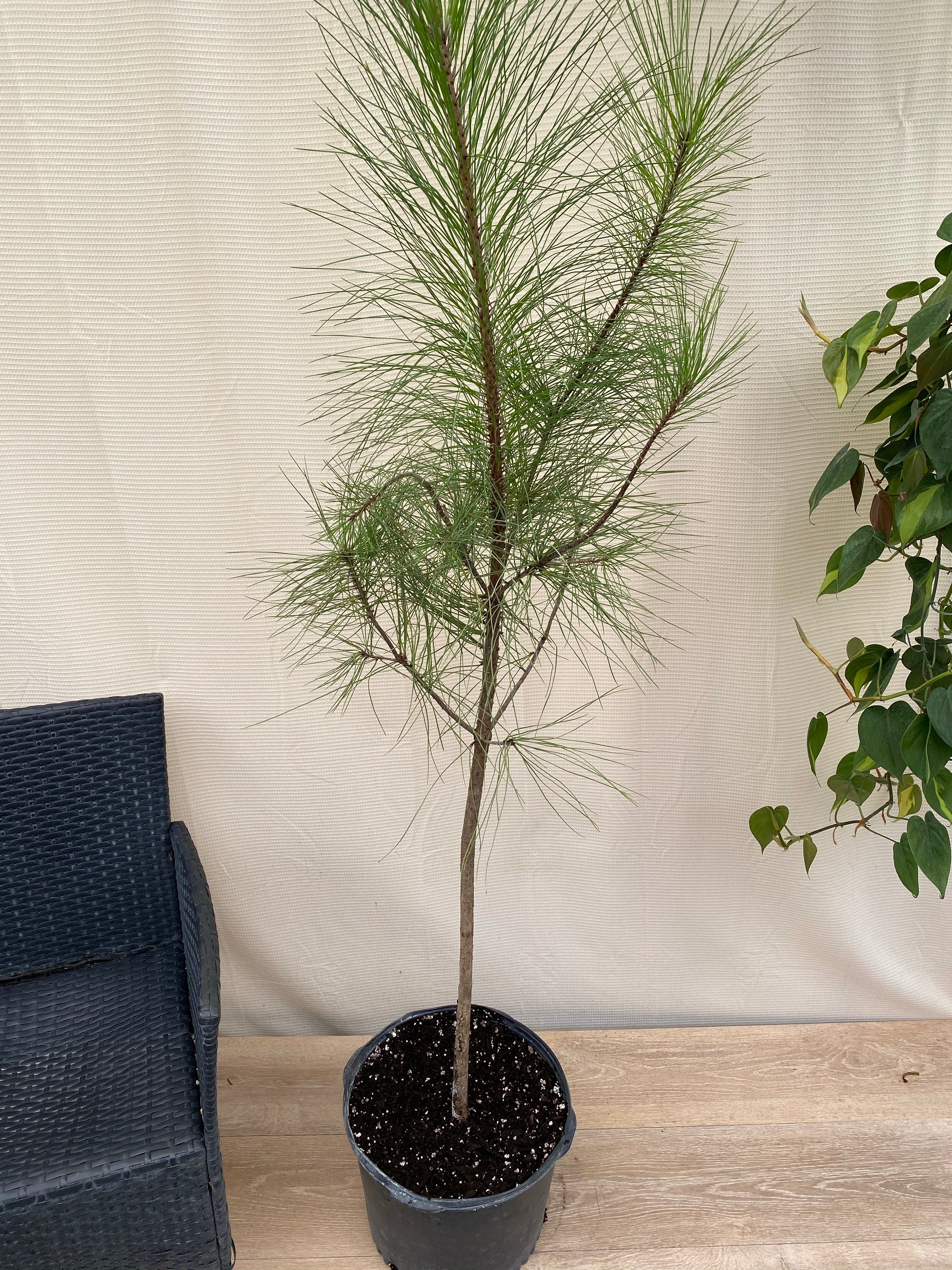 Southern Red Cedar, Juniperus silicicola inside home