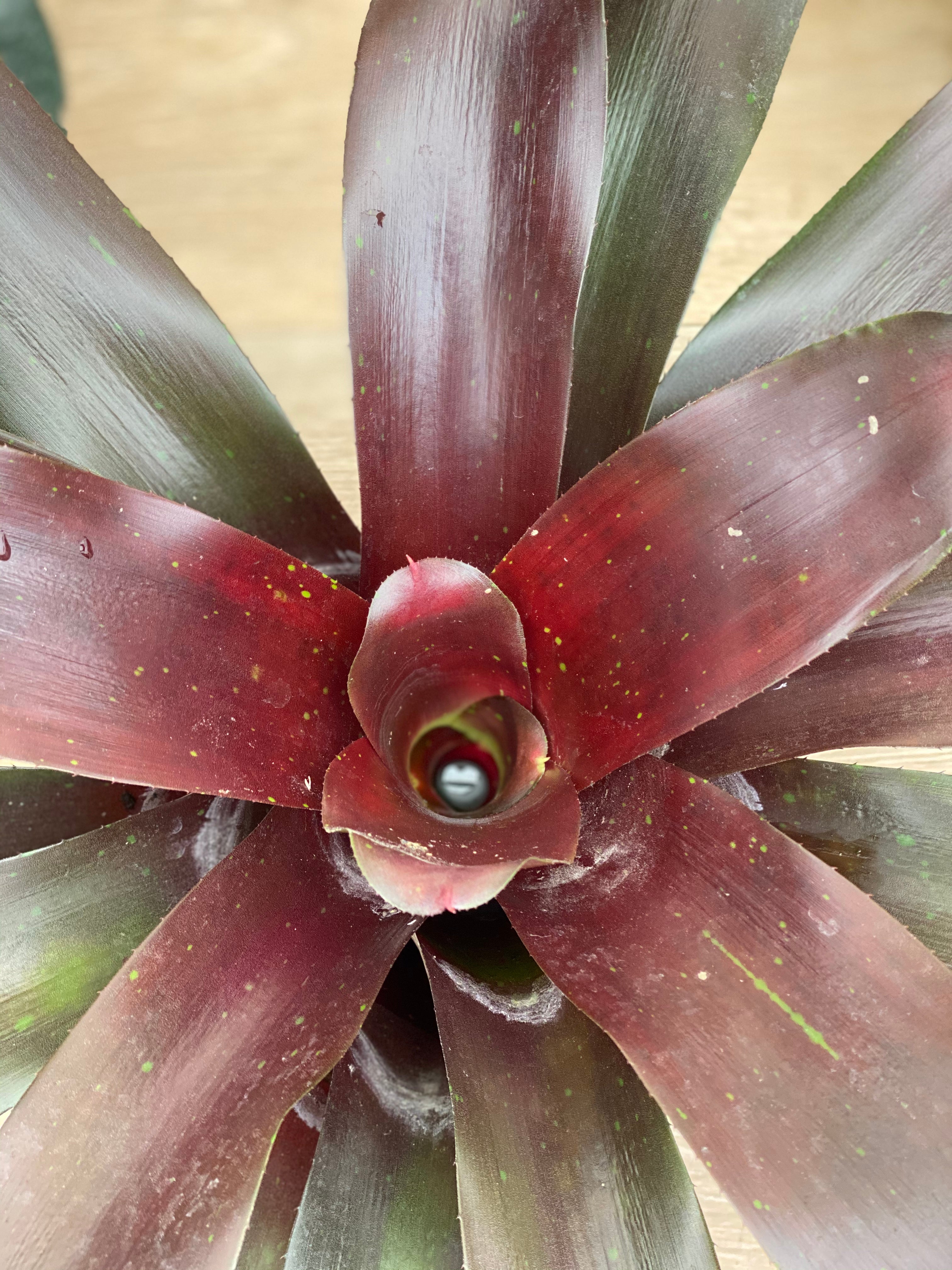 Bromeliad, Neoregelia Royal Burgundy