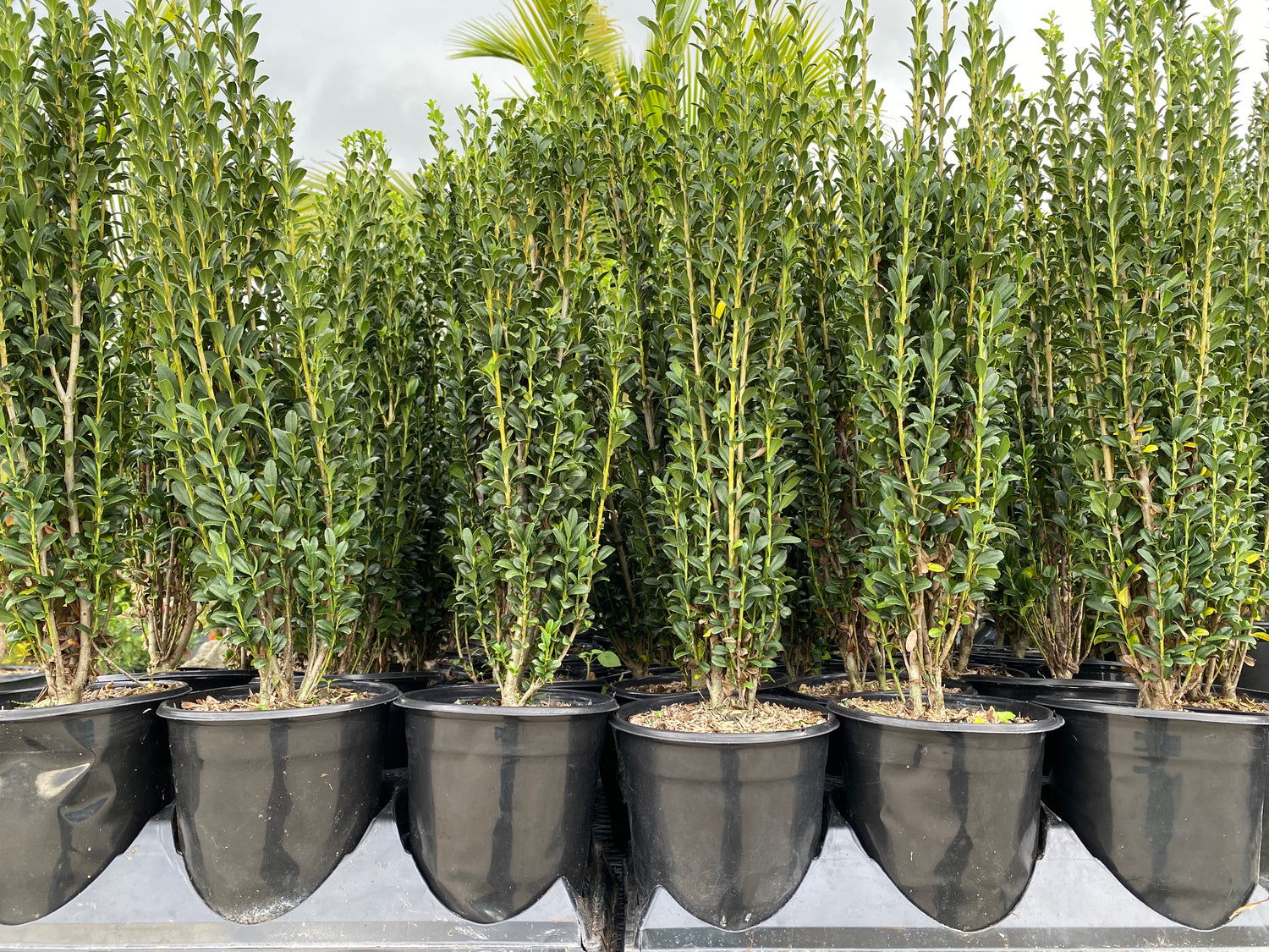 Ilex crenata &