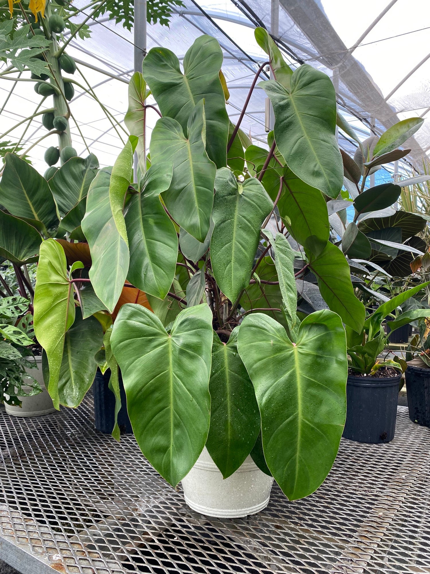 leaves of Philodendron Emerald Red in Trellis Exotic Vining Plants