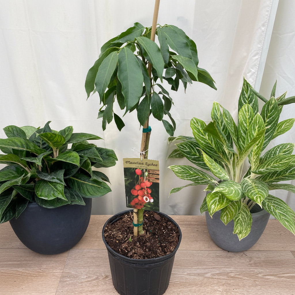 Young potted Lychee Mauritius tree sapling in a black nursery pot.