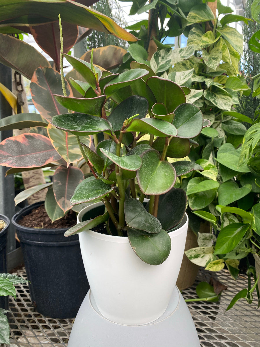 A potted Peperomia Red Edge Baby Rubber Plant
