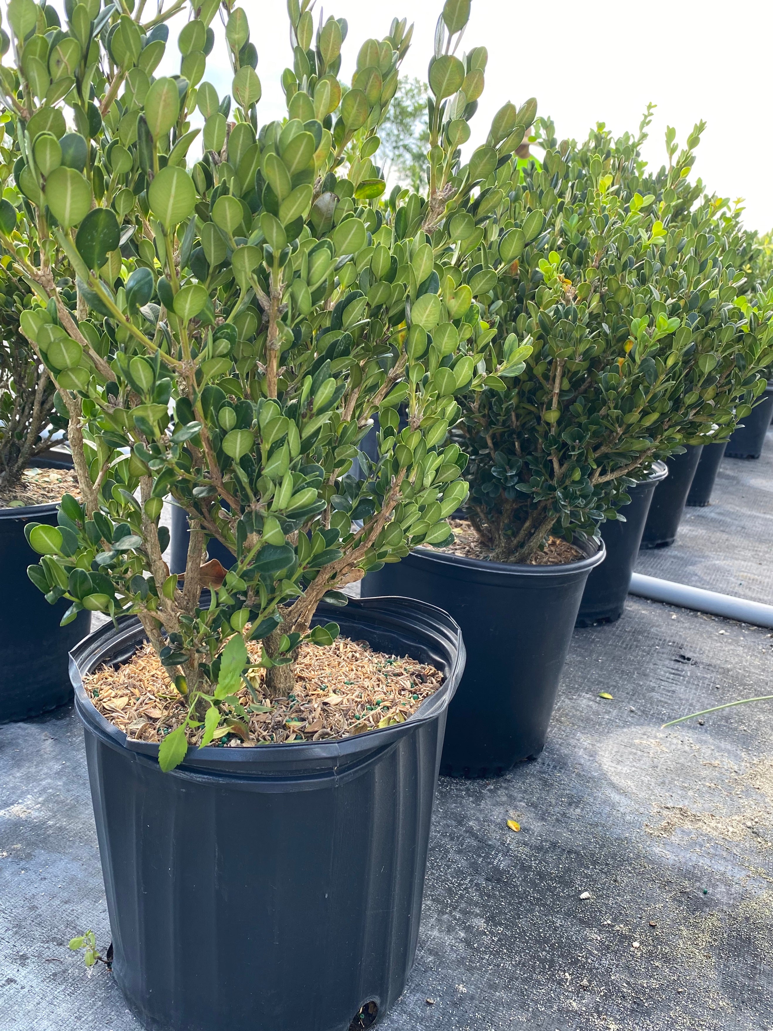 Winter Green Boxwood Shrub