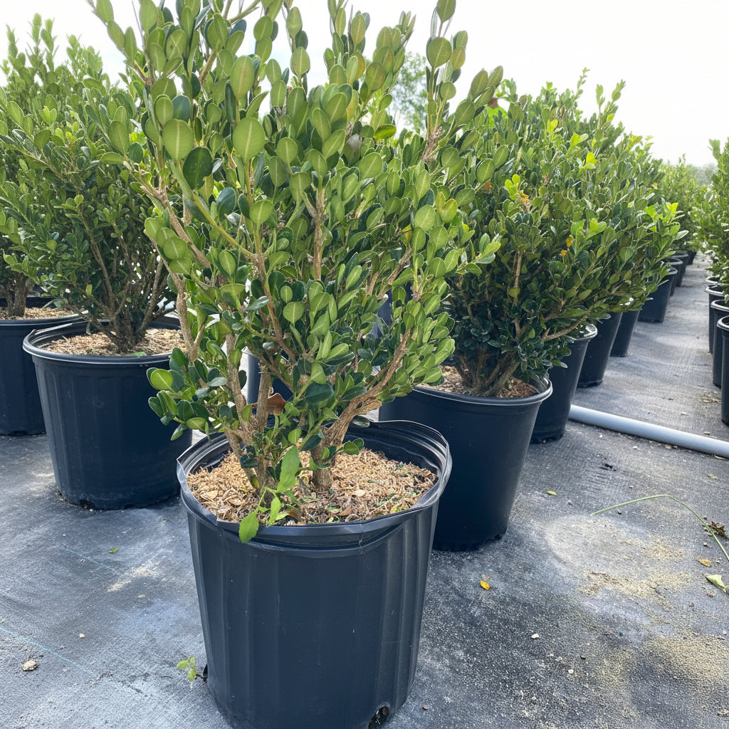 Winter Green Boxwood Shrub Neatly in rows at nursery